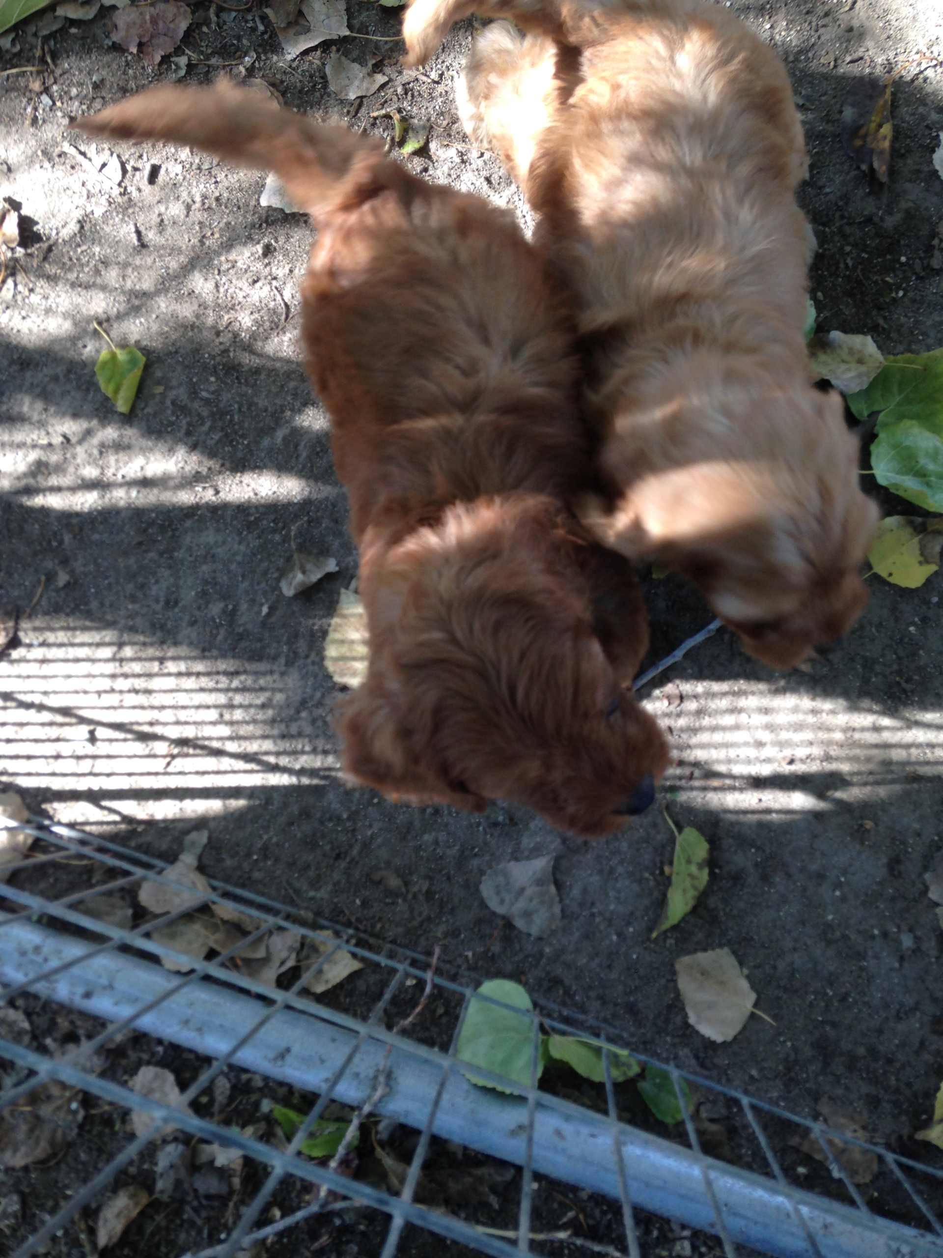 Puppy Tug-of-War