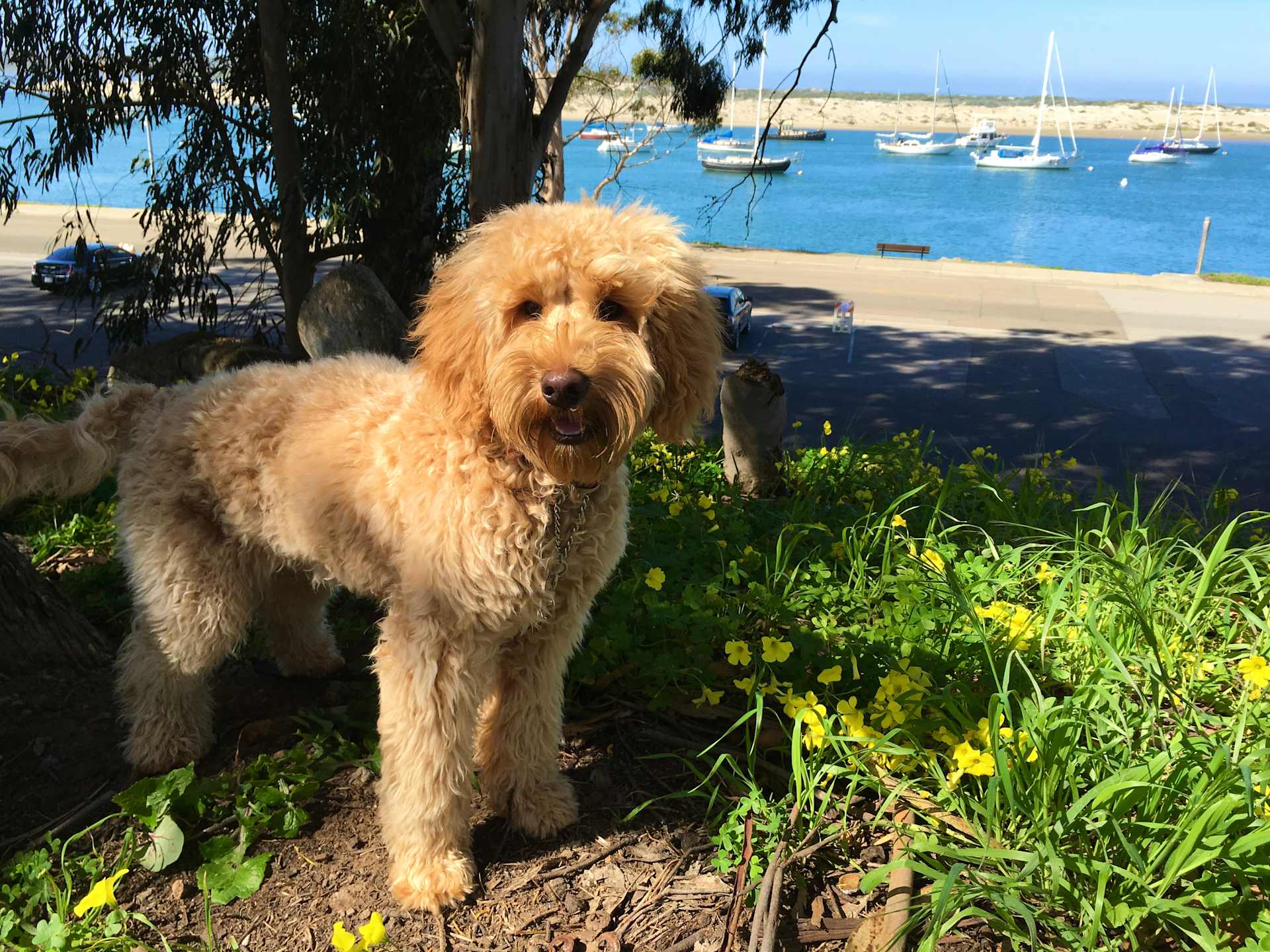 Harbor Side Stroll