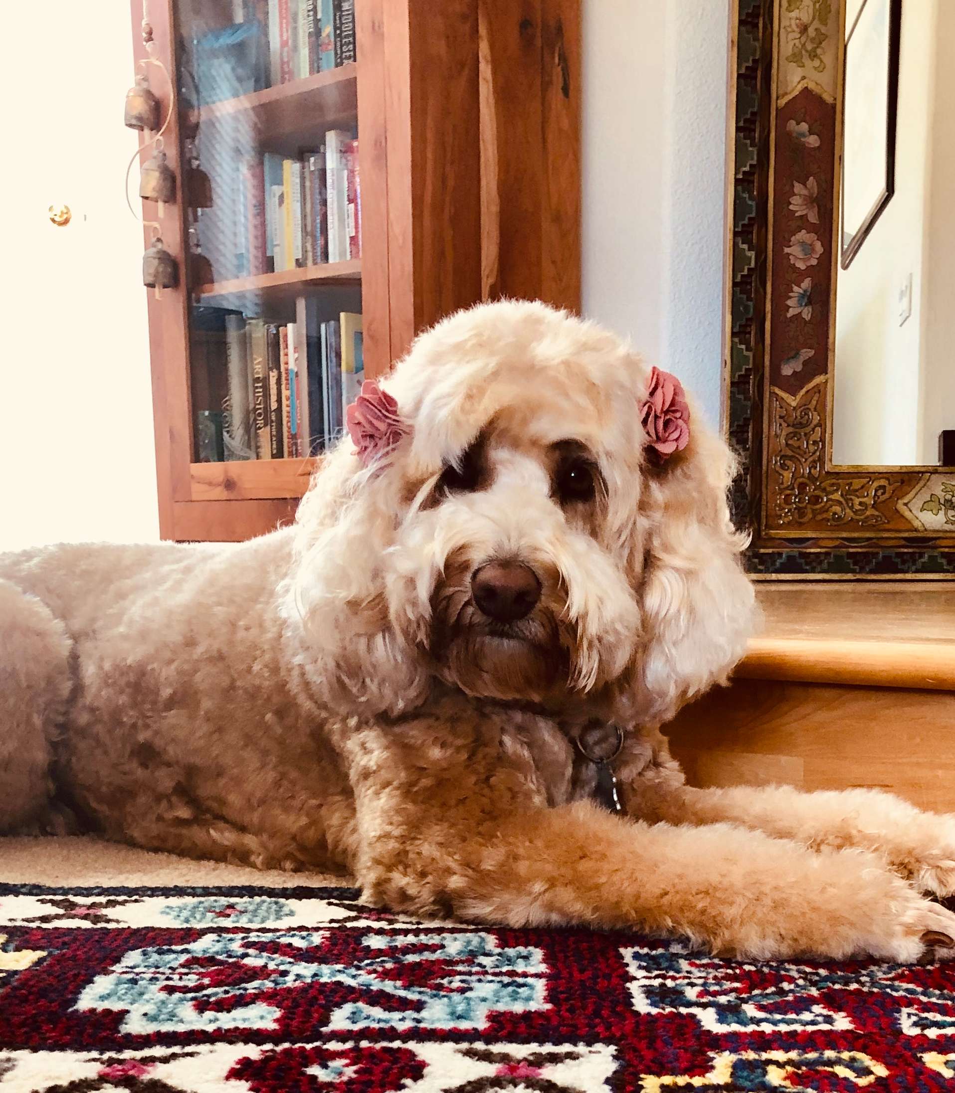Fancy Hair Day