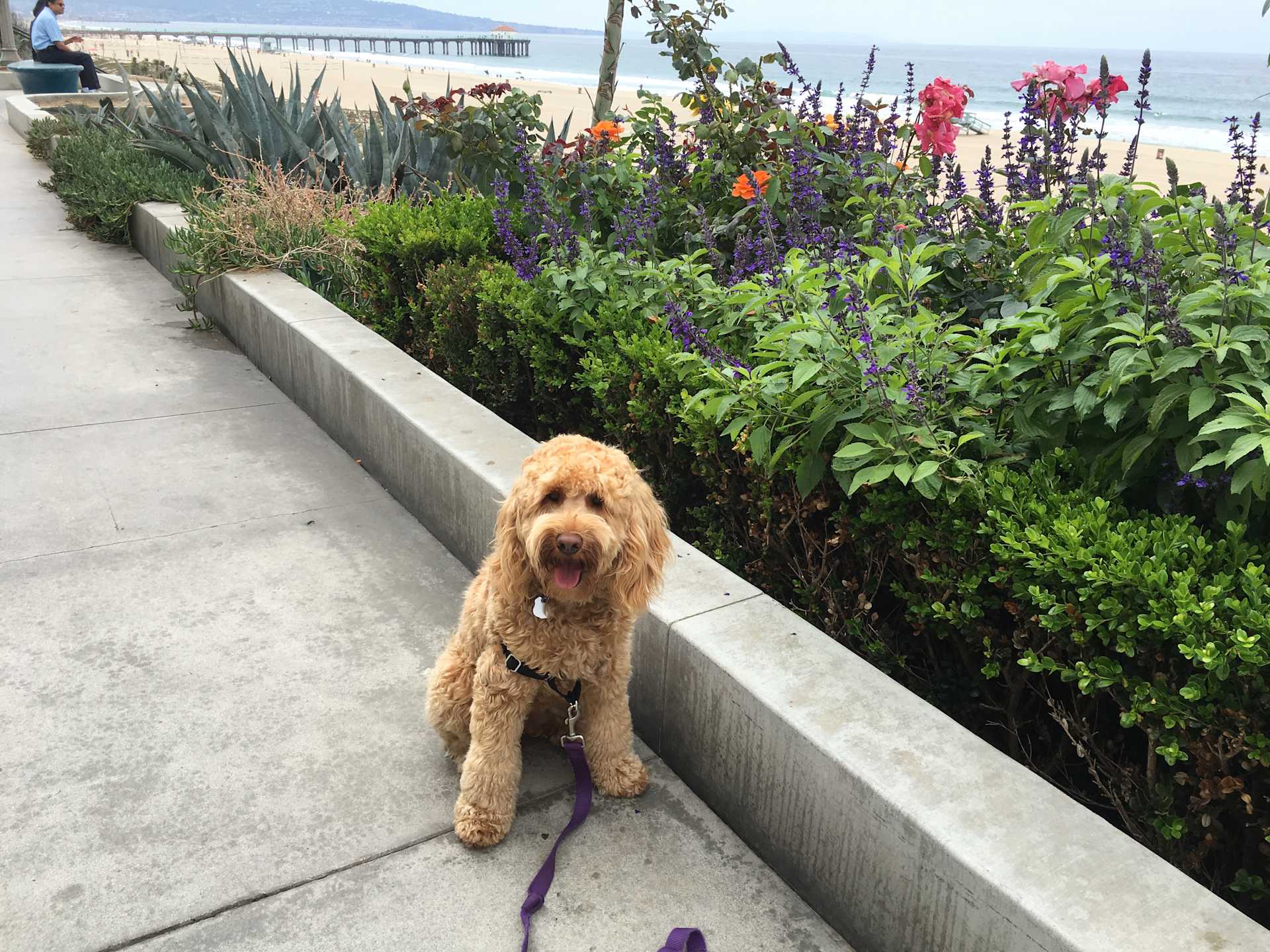 Flowers and Fresh Air