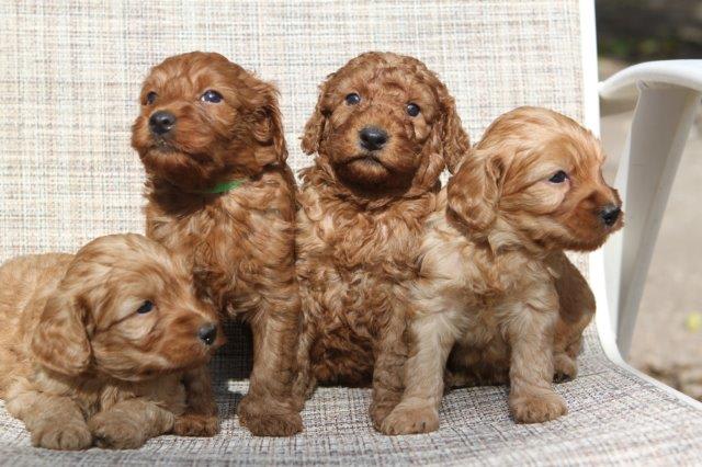 The Whole Litter