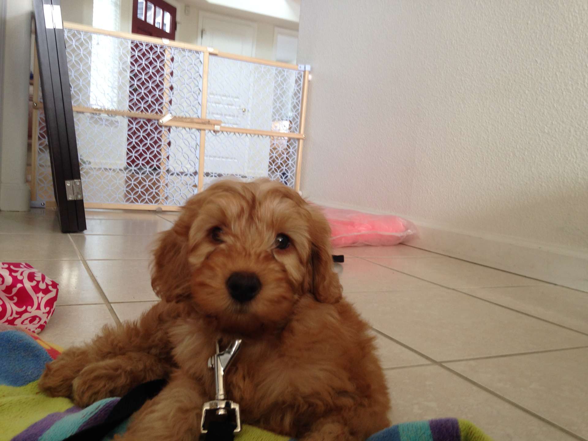 Wide-Eyed Puppy Portrait