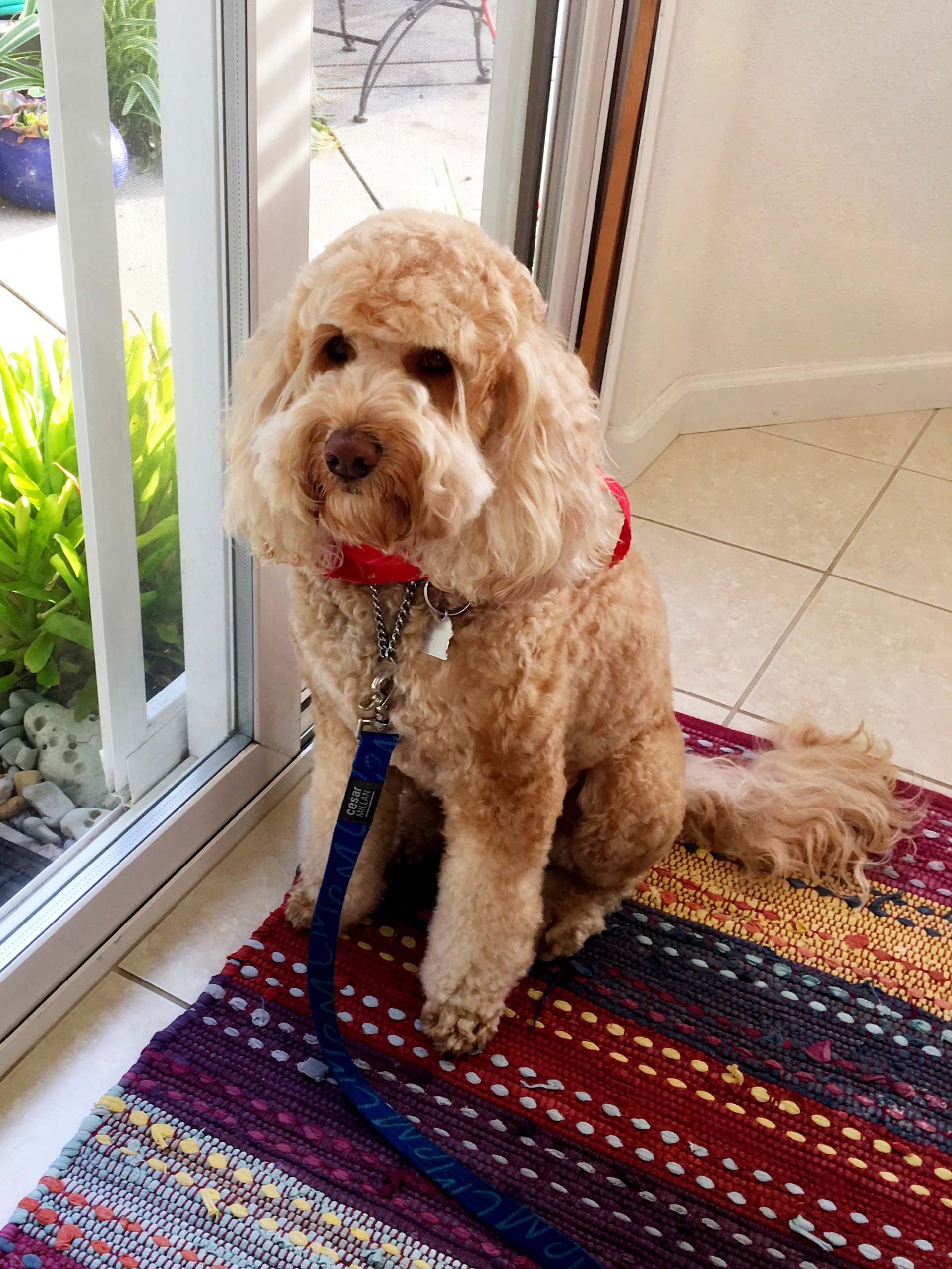Ready for Walkies