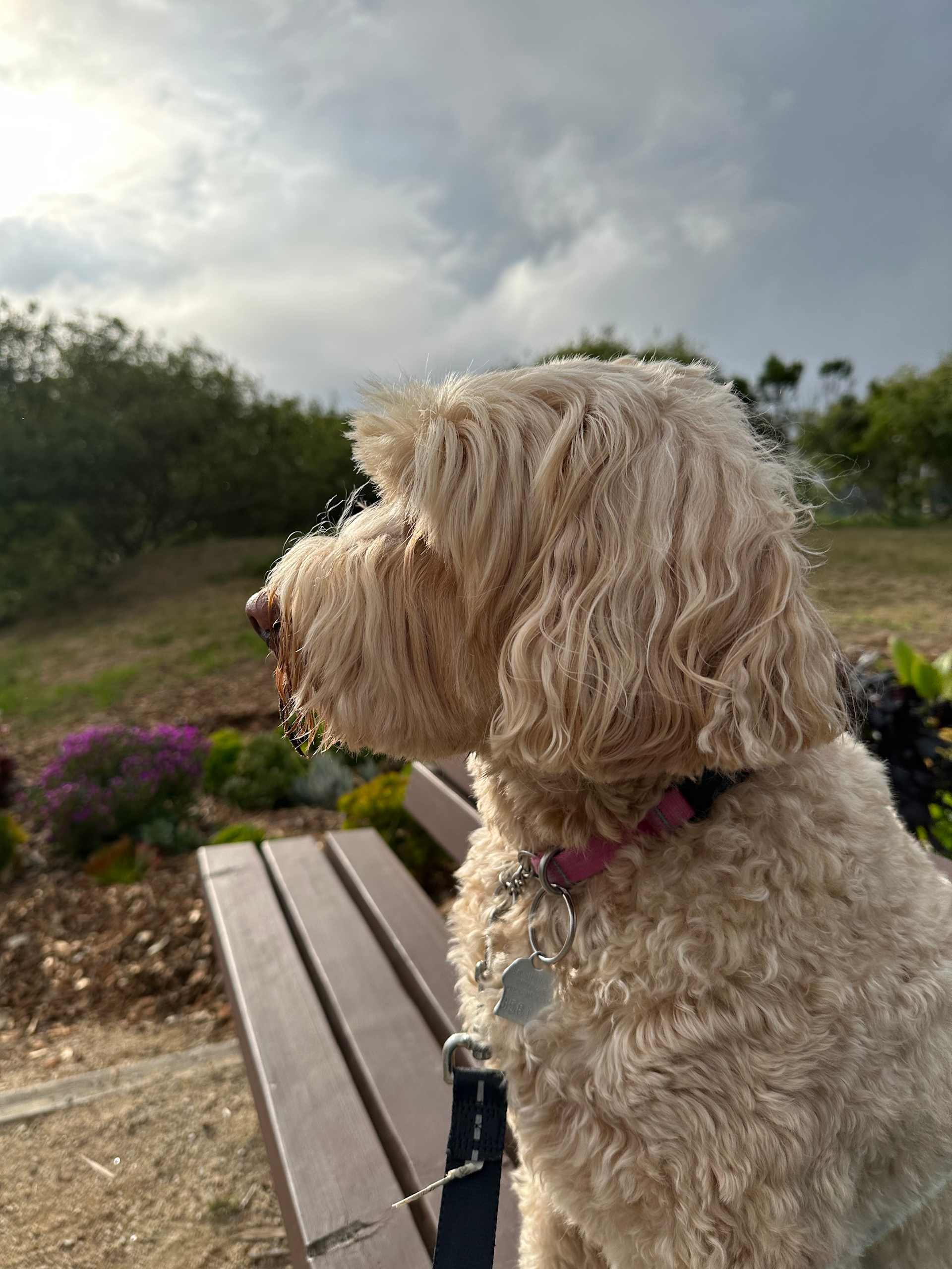 Wind-Swept Beauty