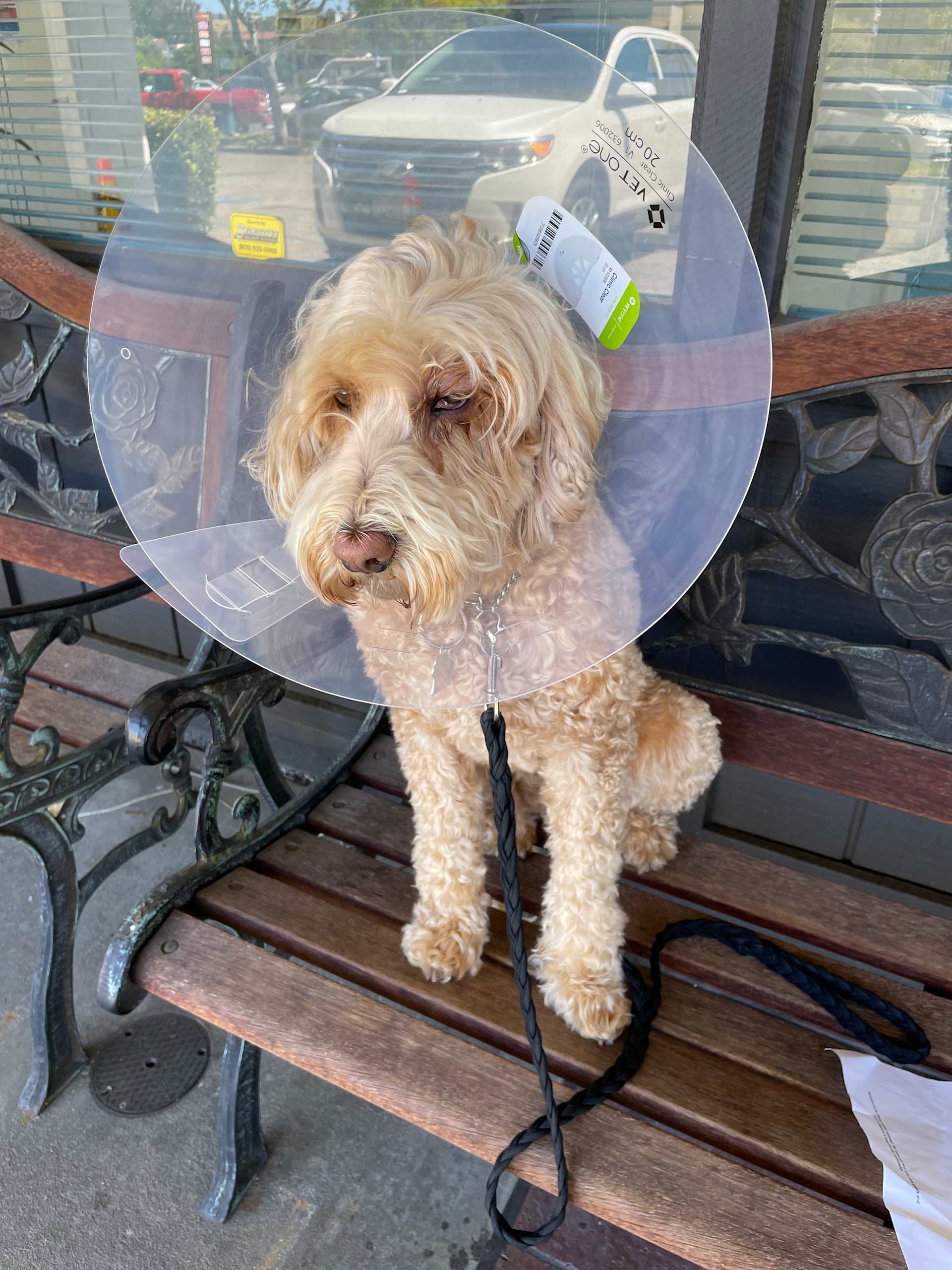 Brave Cone Warrior