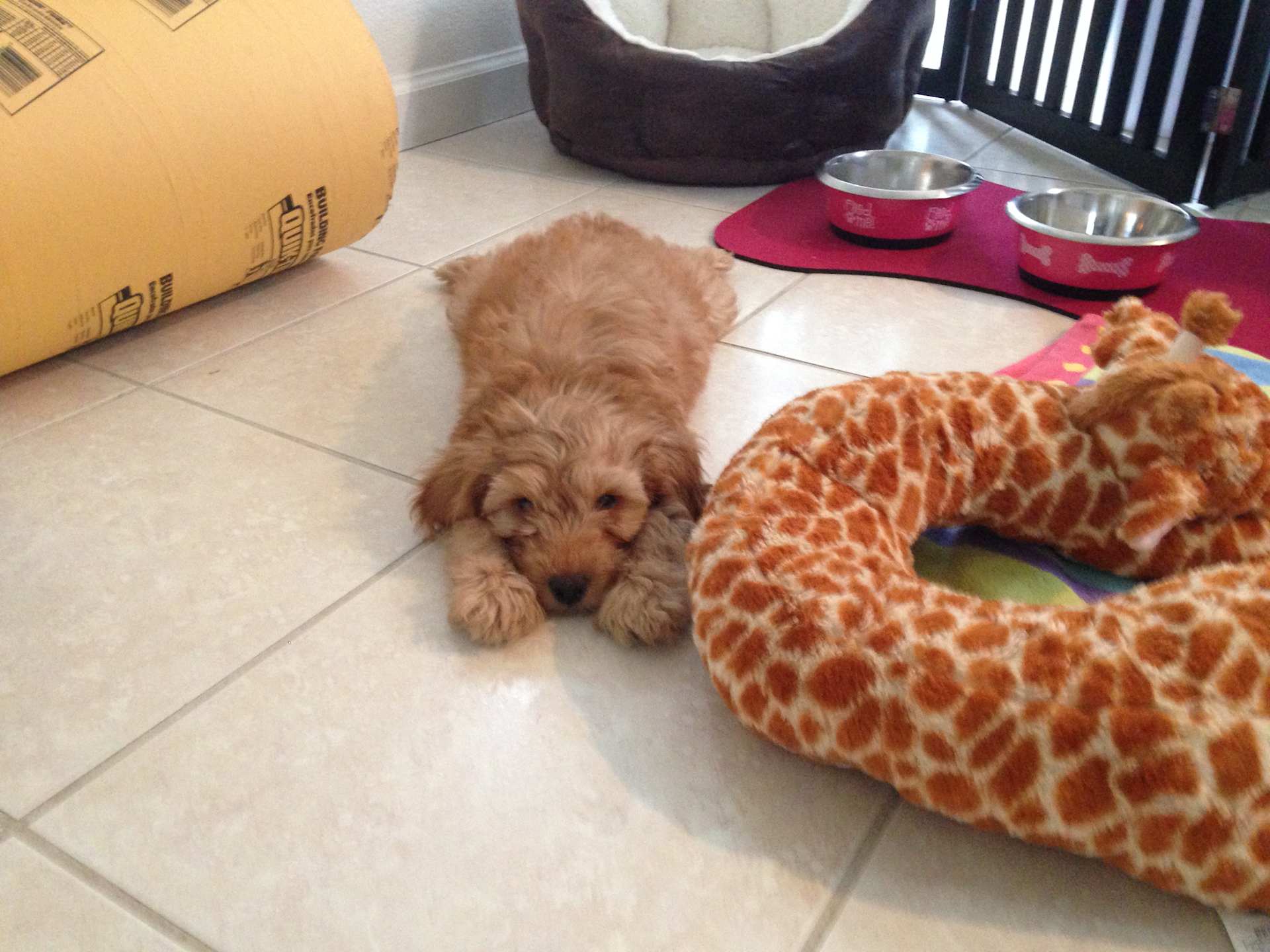Giraffe Toy Standoff