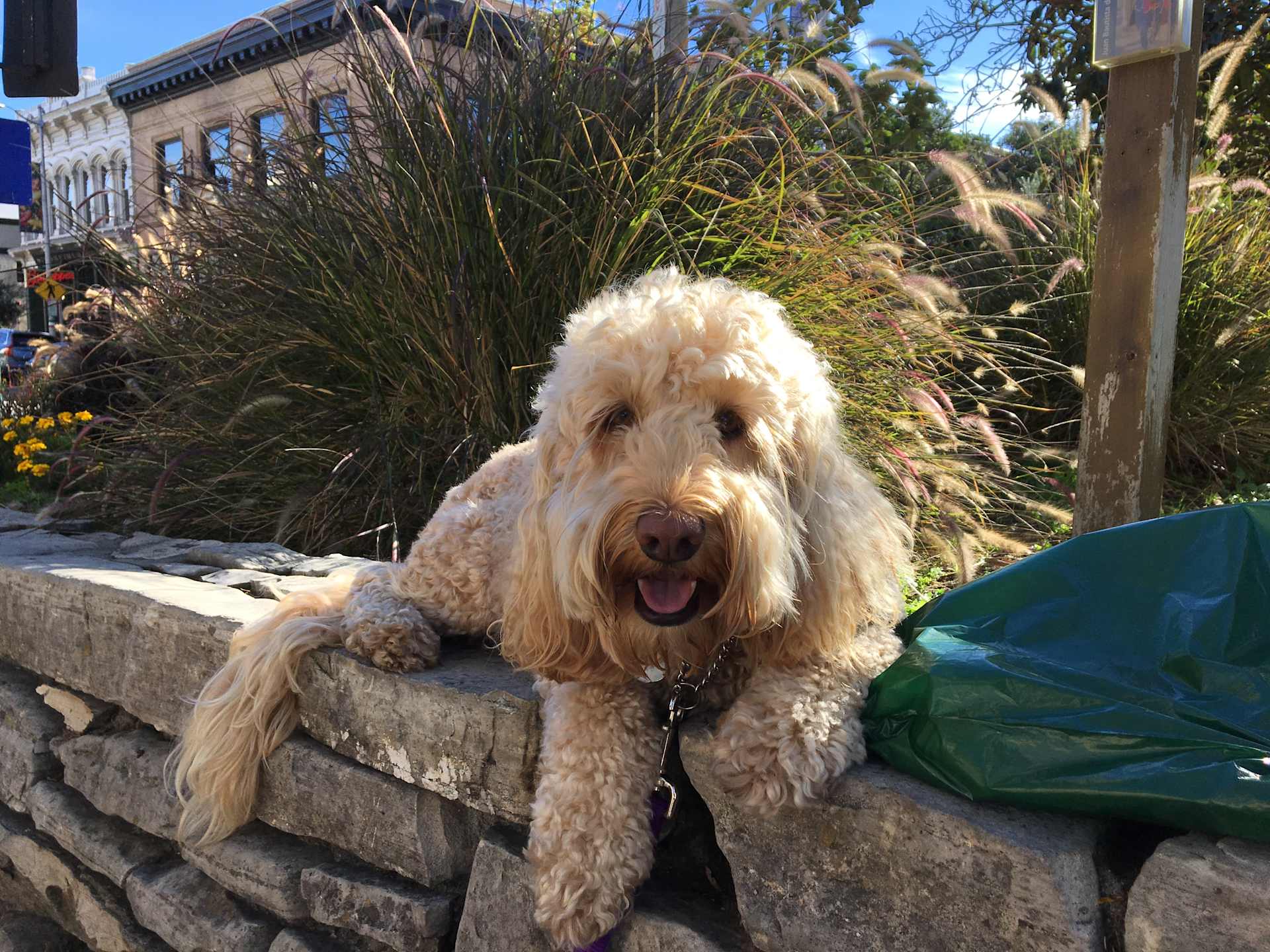 Park Day, Tongue Out