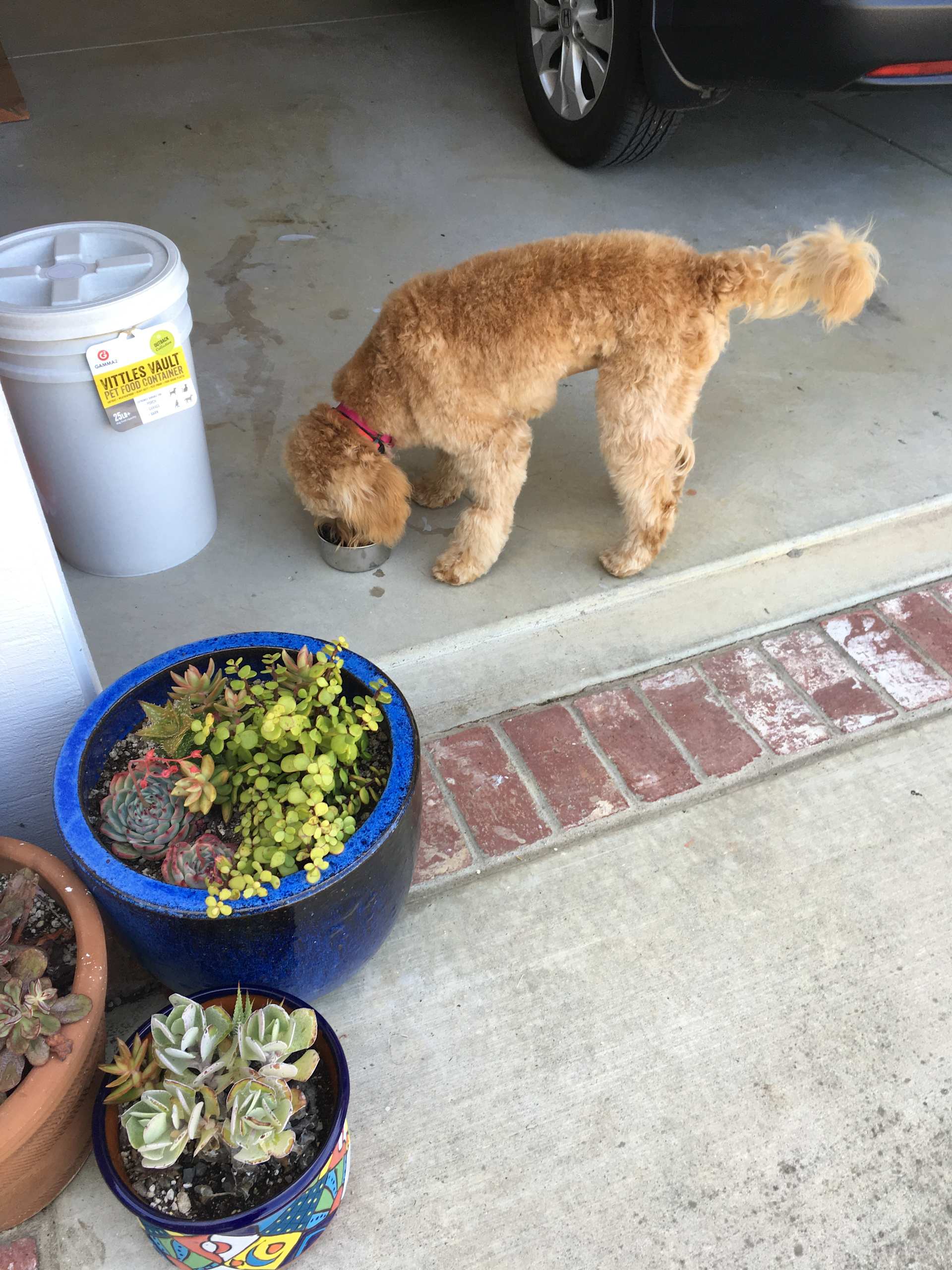 Sniffing the Garden