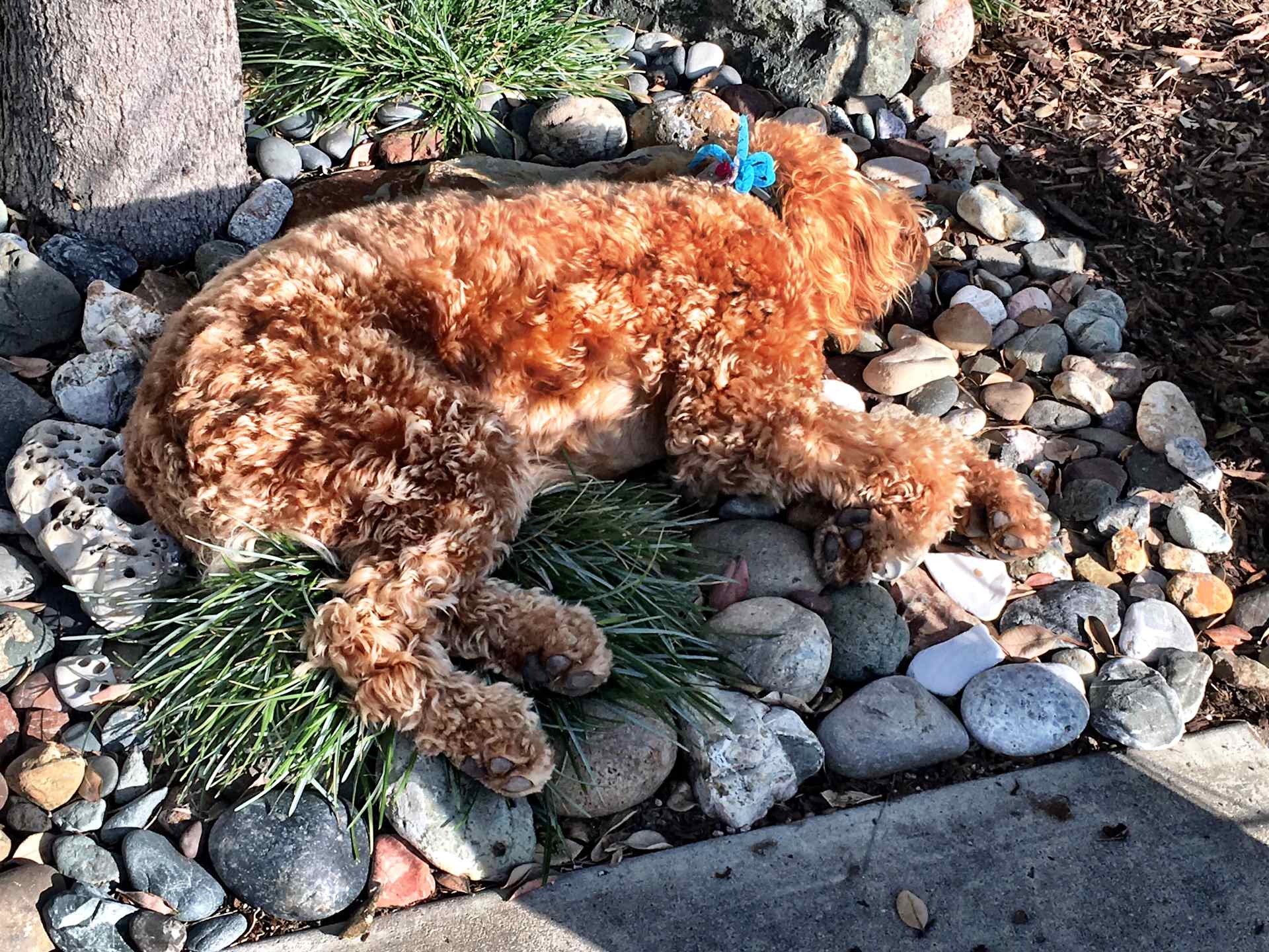Garden Snooze in the Sun