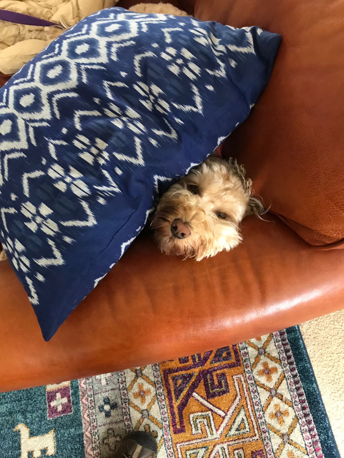 Pillow Fort Peek
