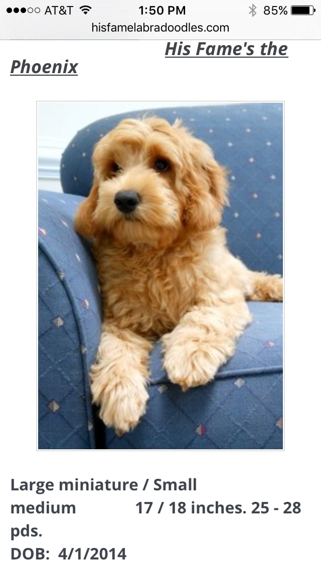 Puppy Portrait Day