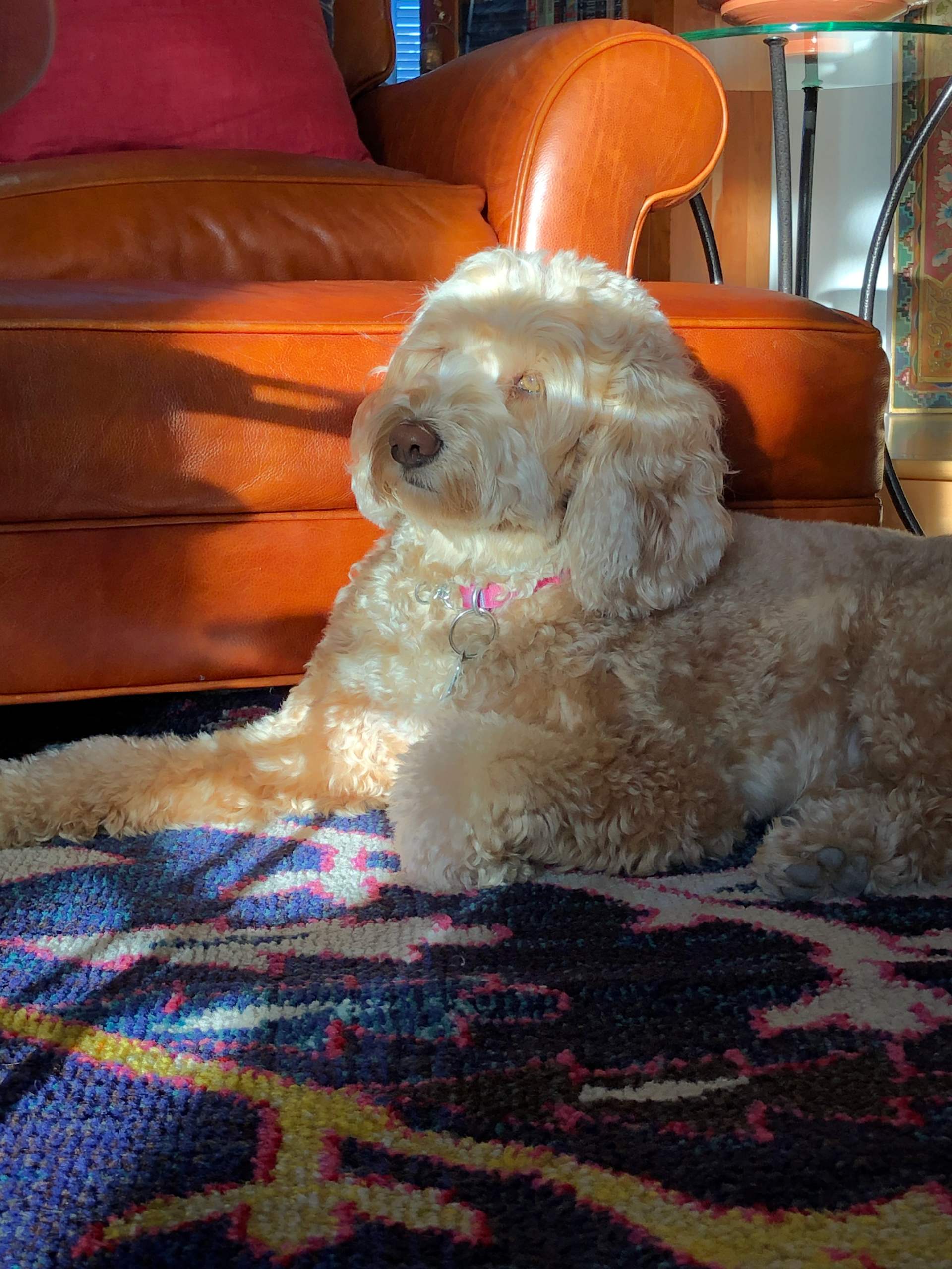 Sunlit Afternoon Snuggle