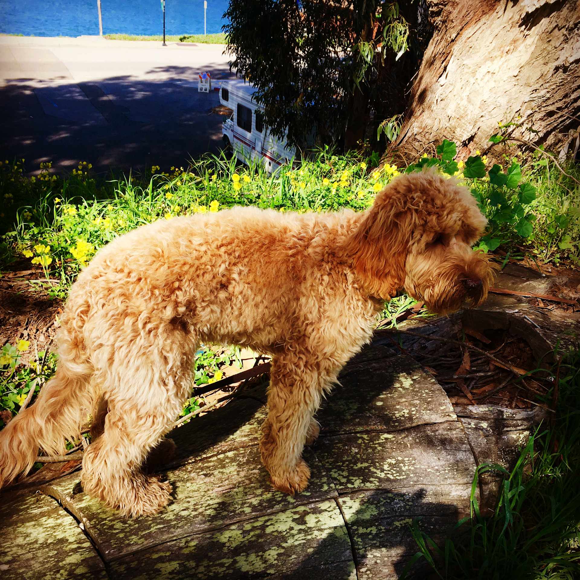Lakeside Adventurer