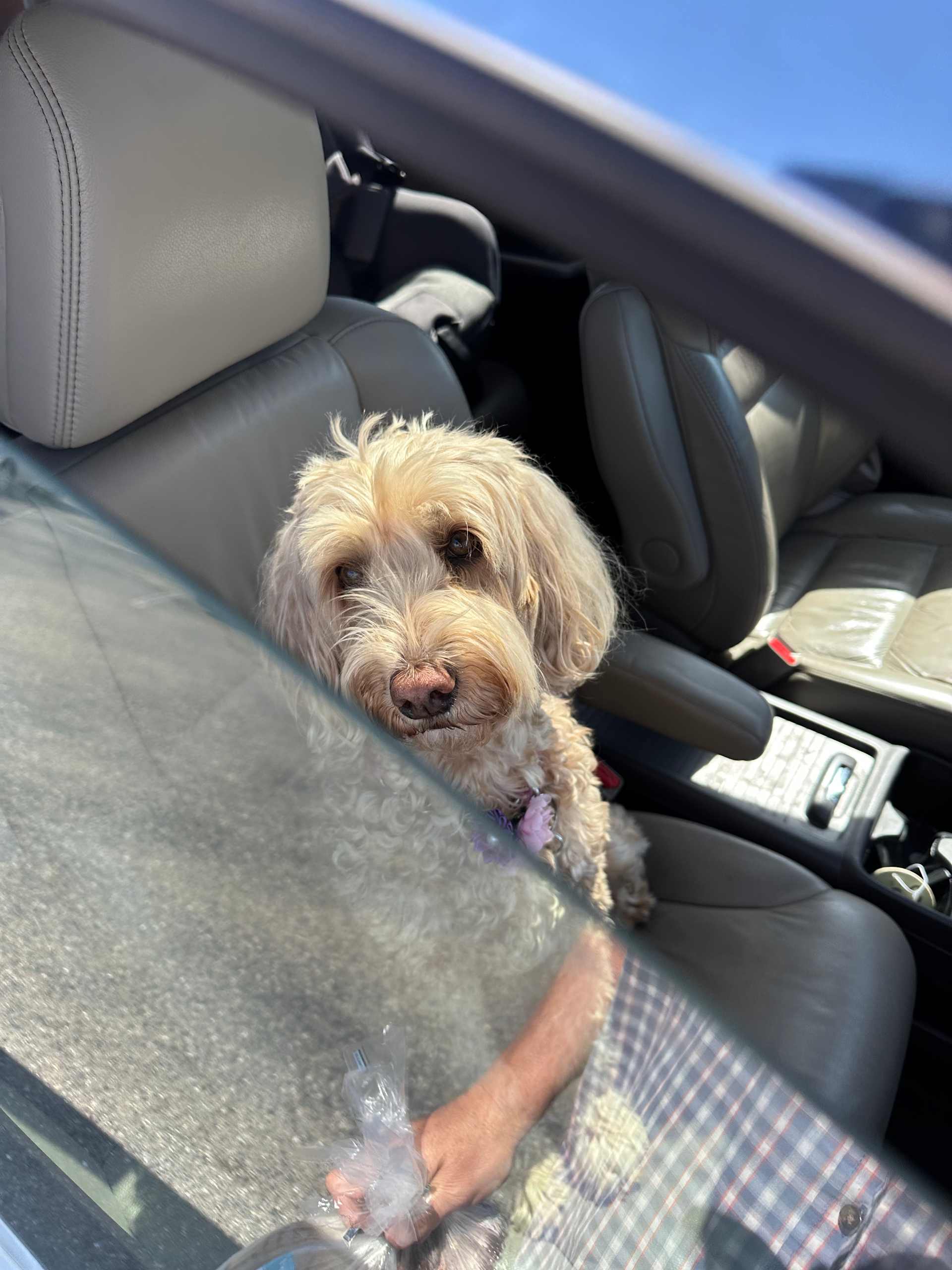 Backseat Nap Companion