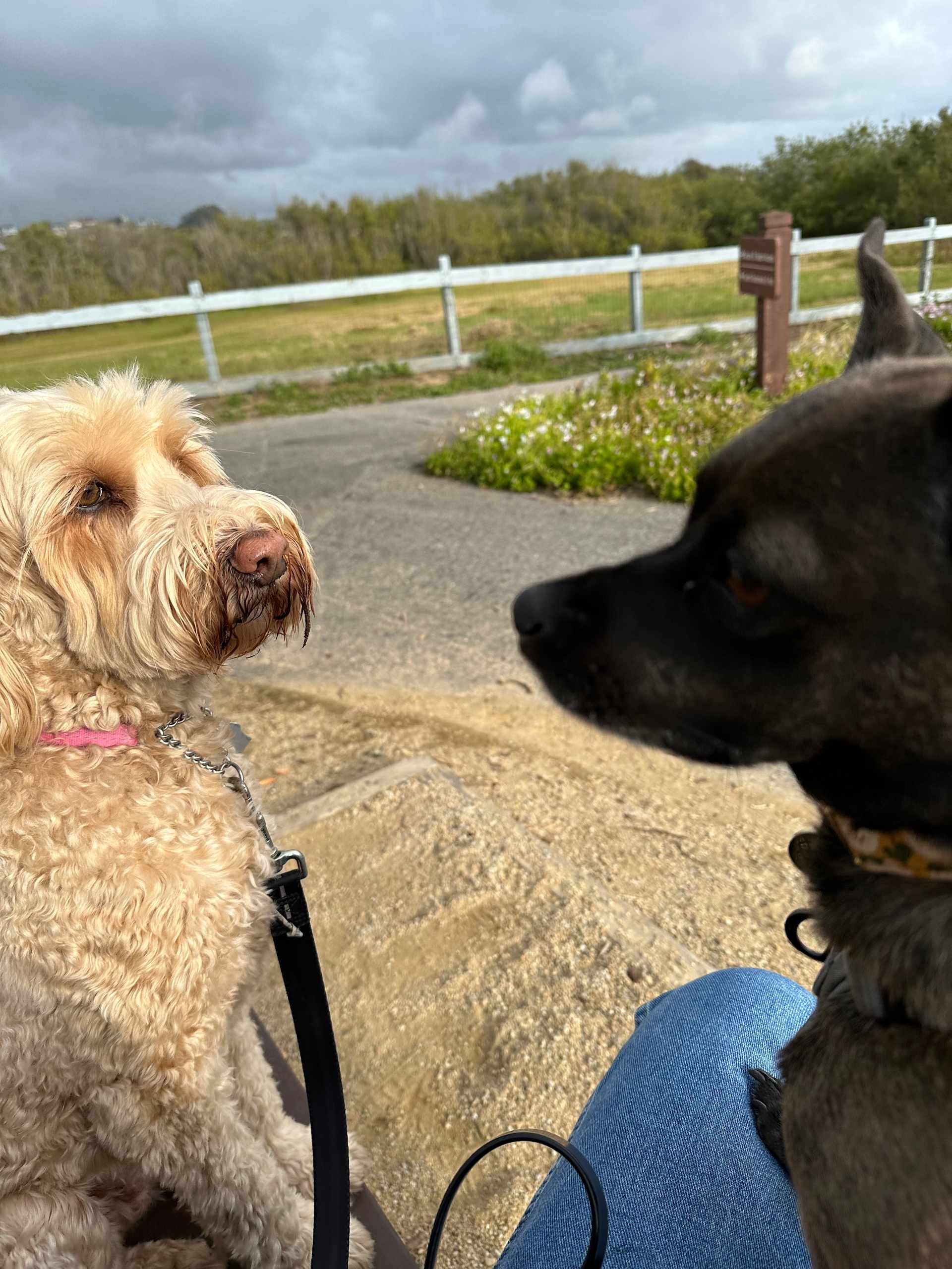Trail Buddies
