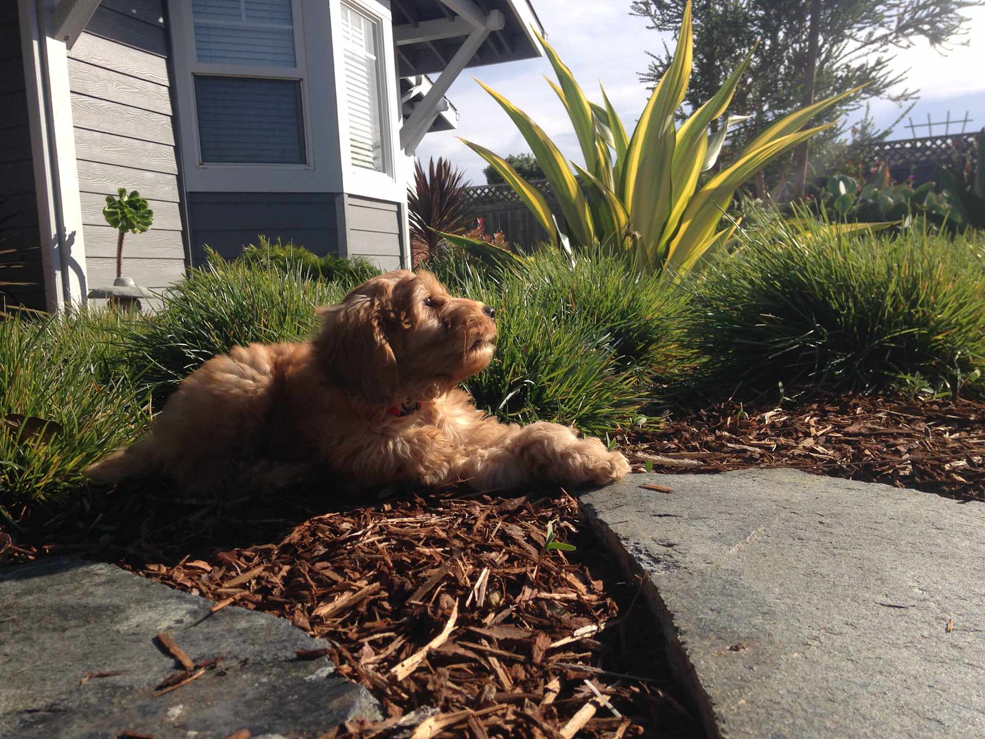 Garden Explorer