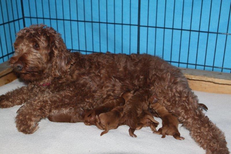 A Mother's Love