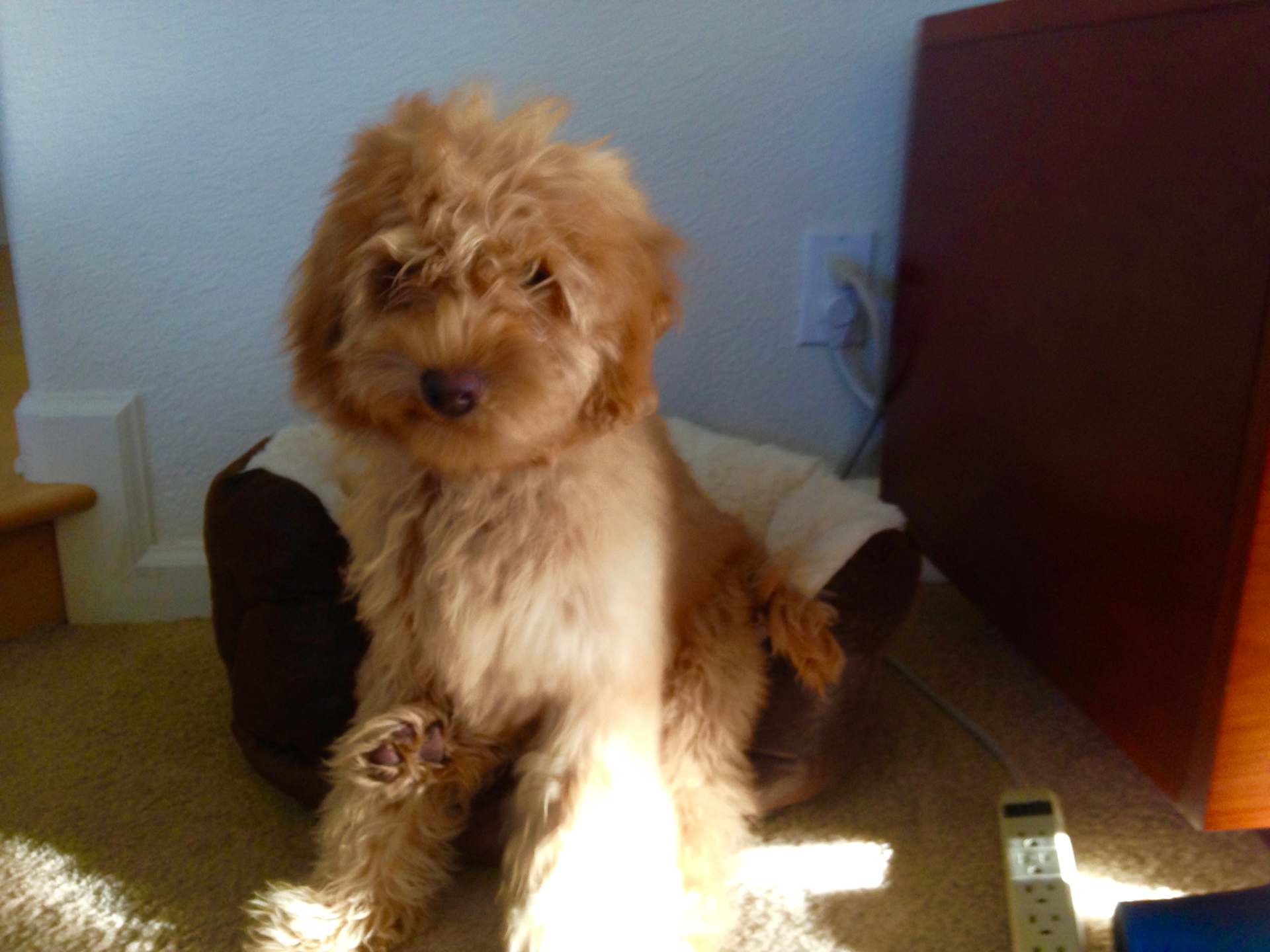 Puppy in the Sunbeam
