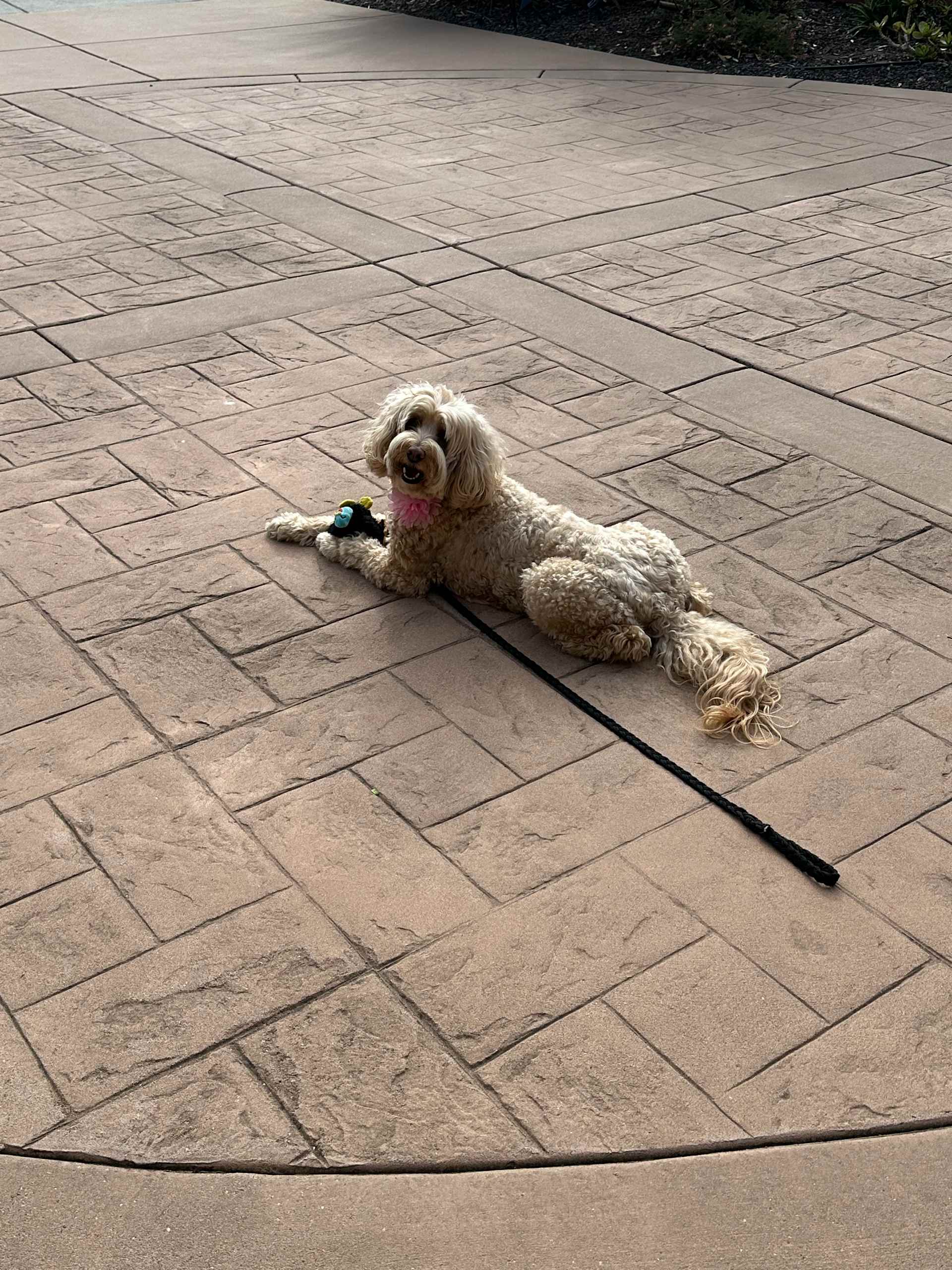 Patio Sunbather