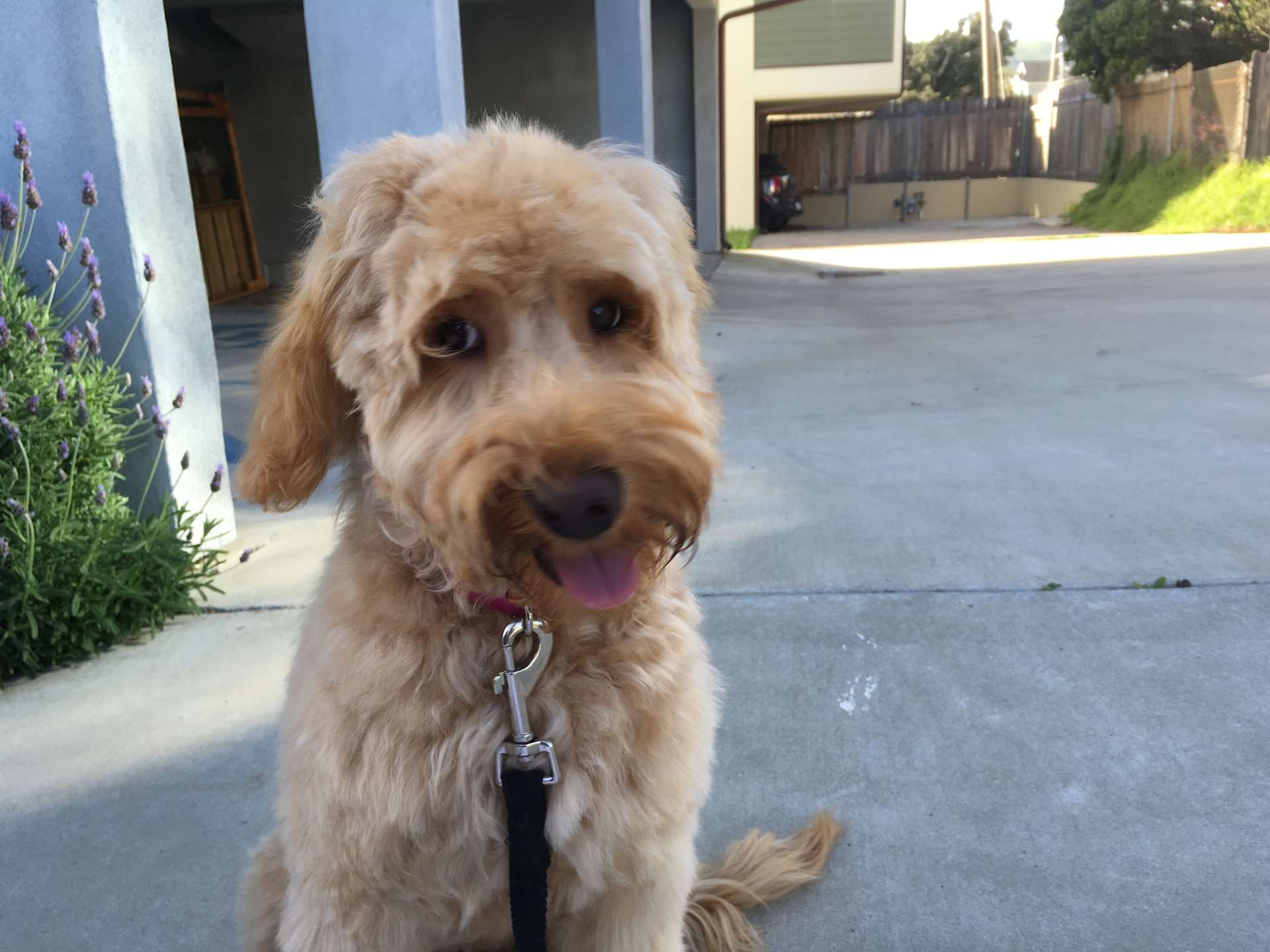 Walkies Bliss