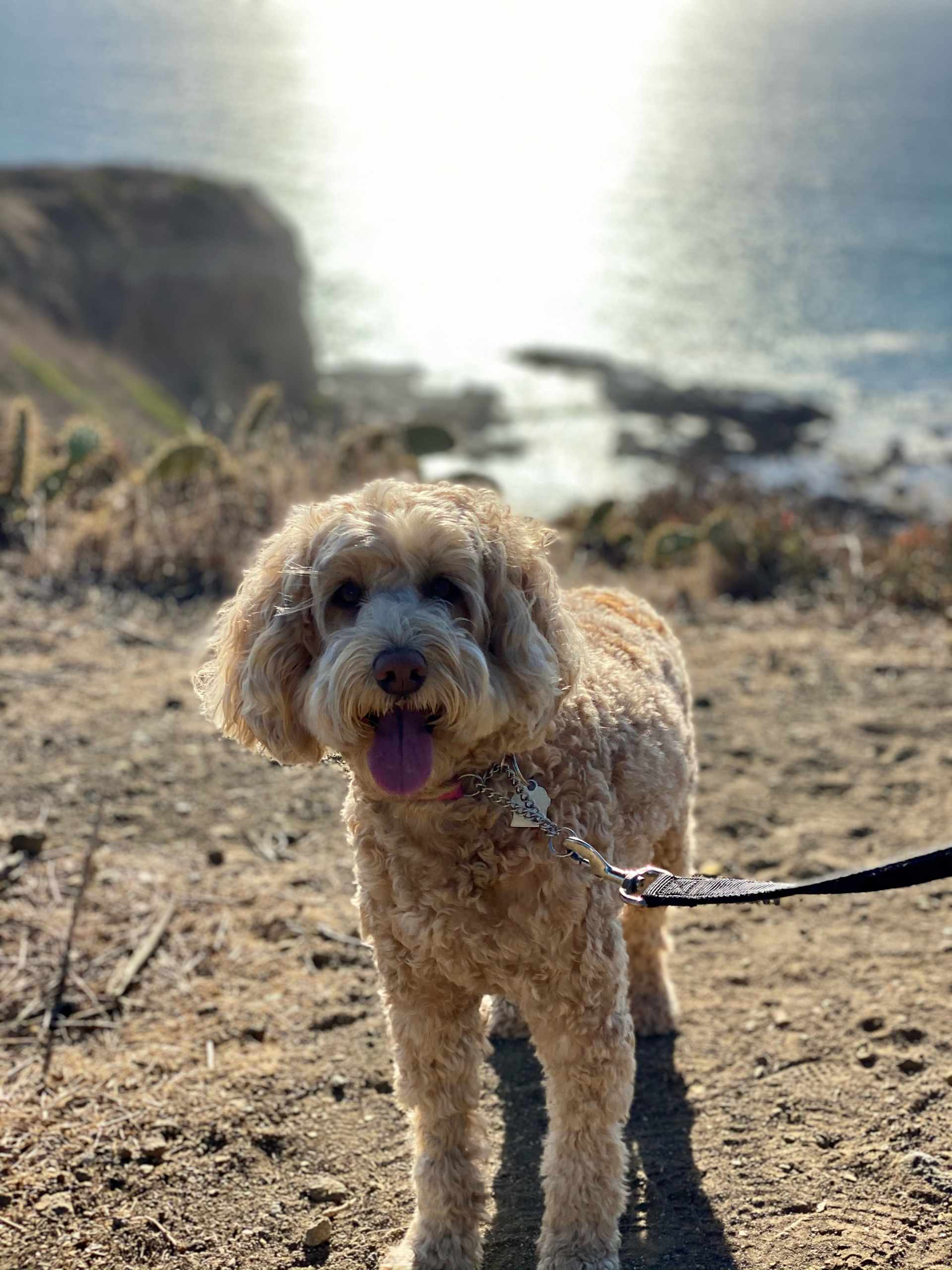 Coastal Queen on the Bluff