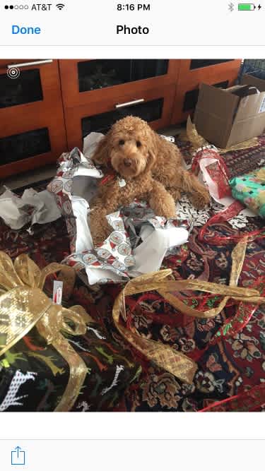 Best Gift Under the Tree