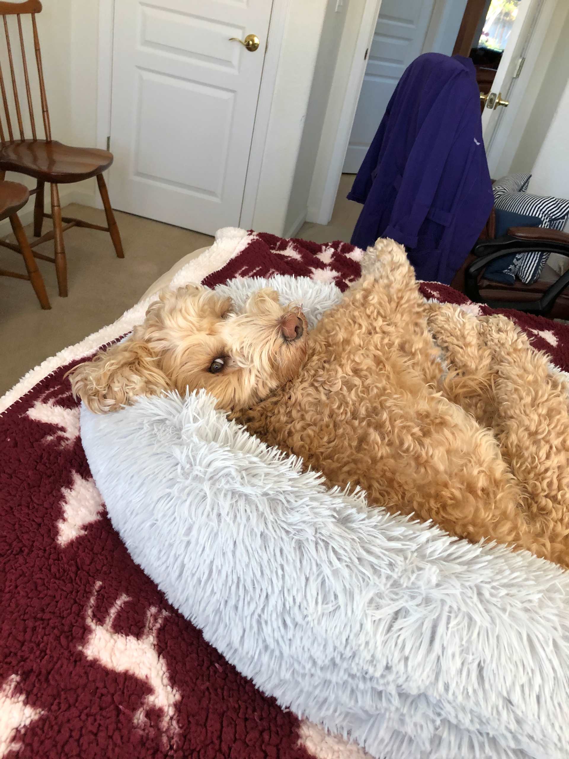 Bed Hog