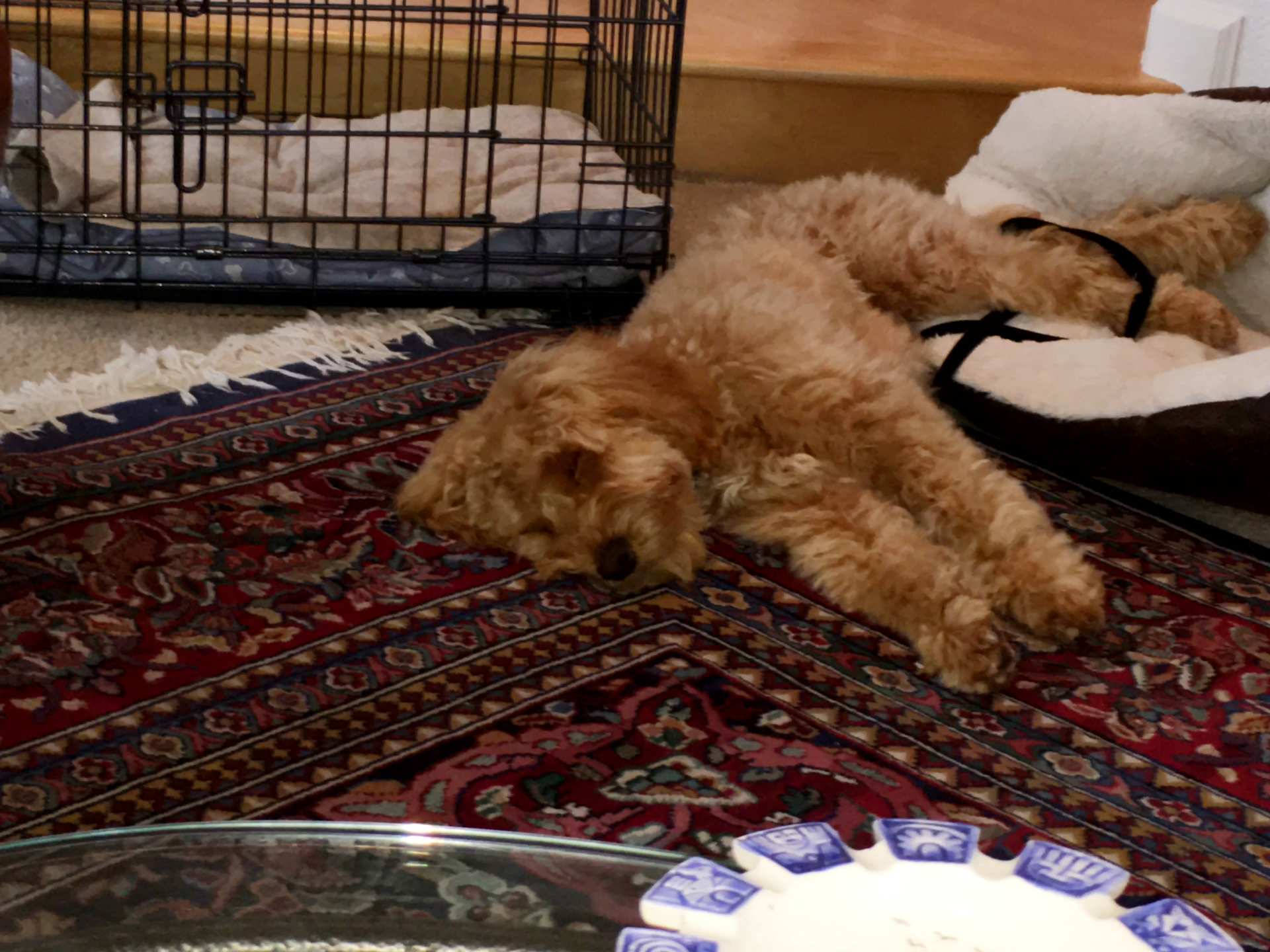 Puppy Splat Nap