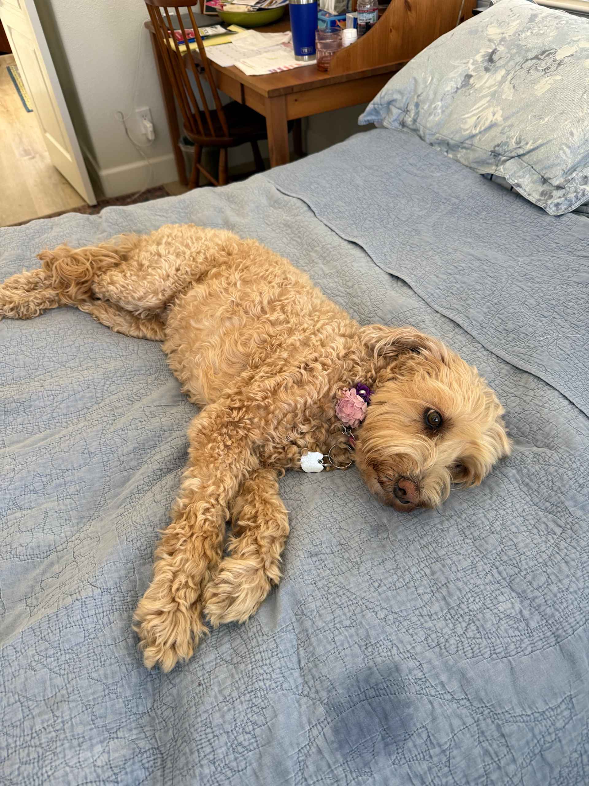 Bed Hog in Chief