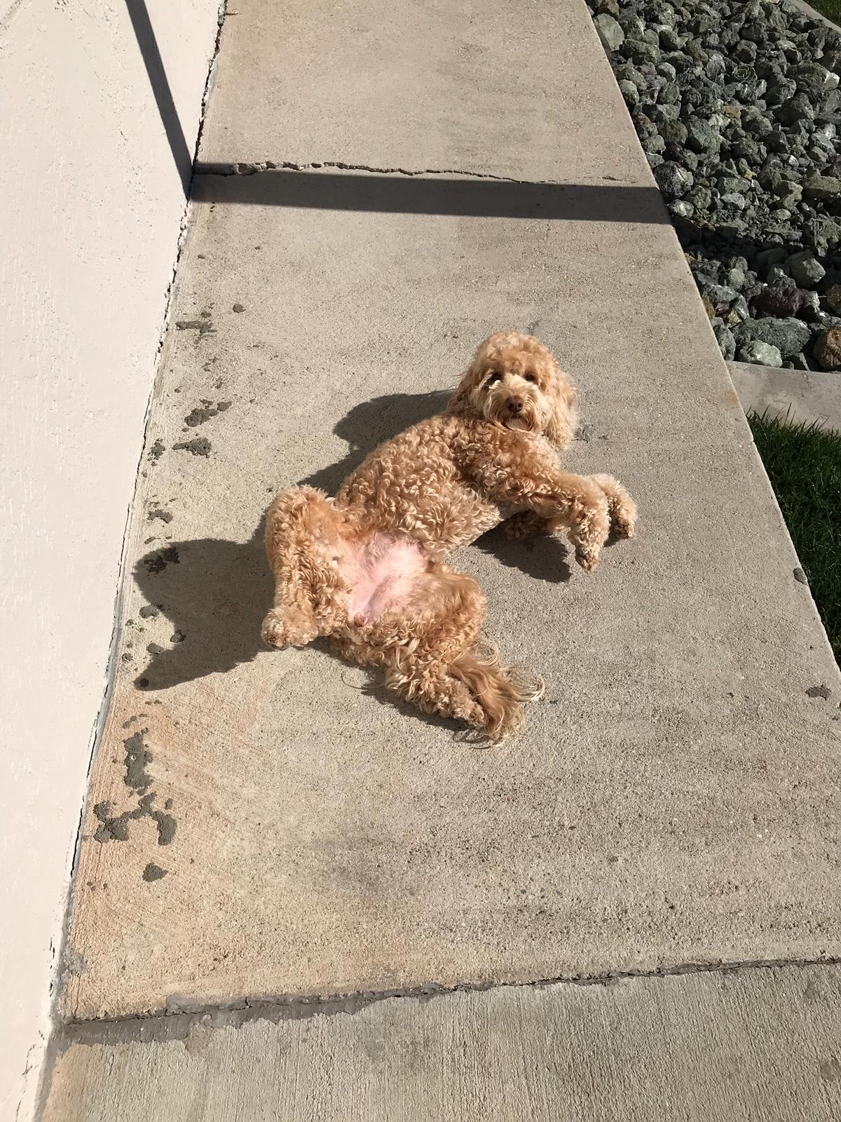 Sunny Sidewalk Sprawl