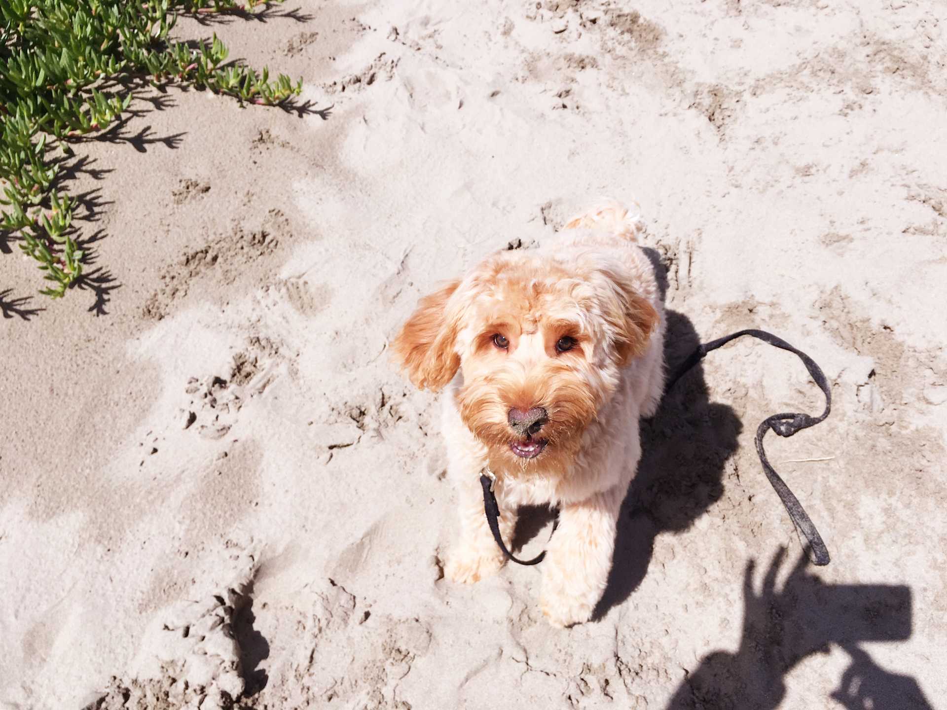 Baby's First Beach Day