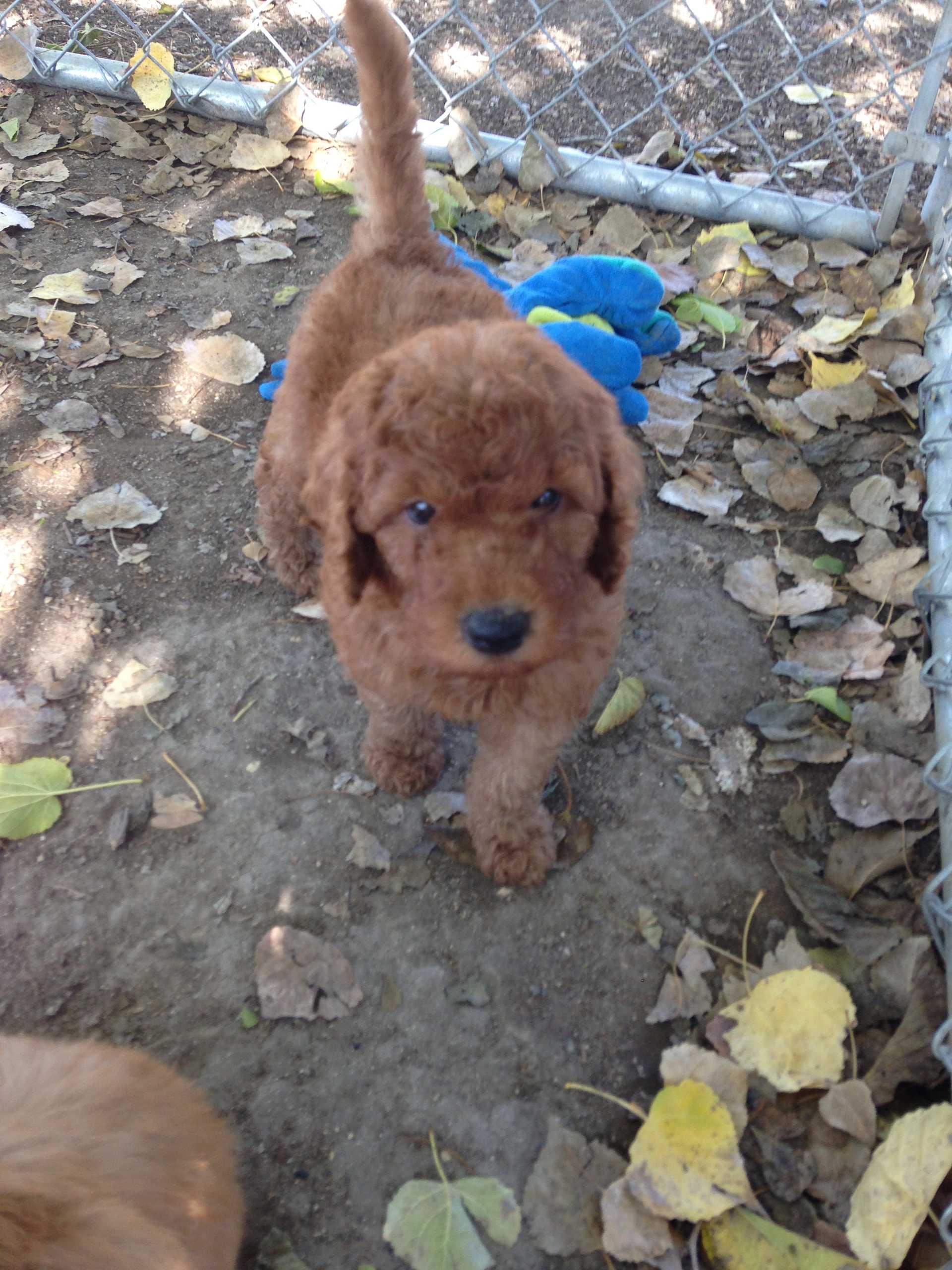 Puppy With a Blue Toy