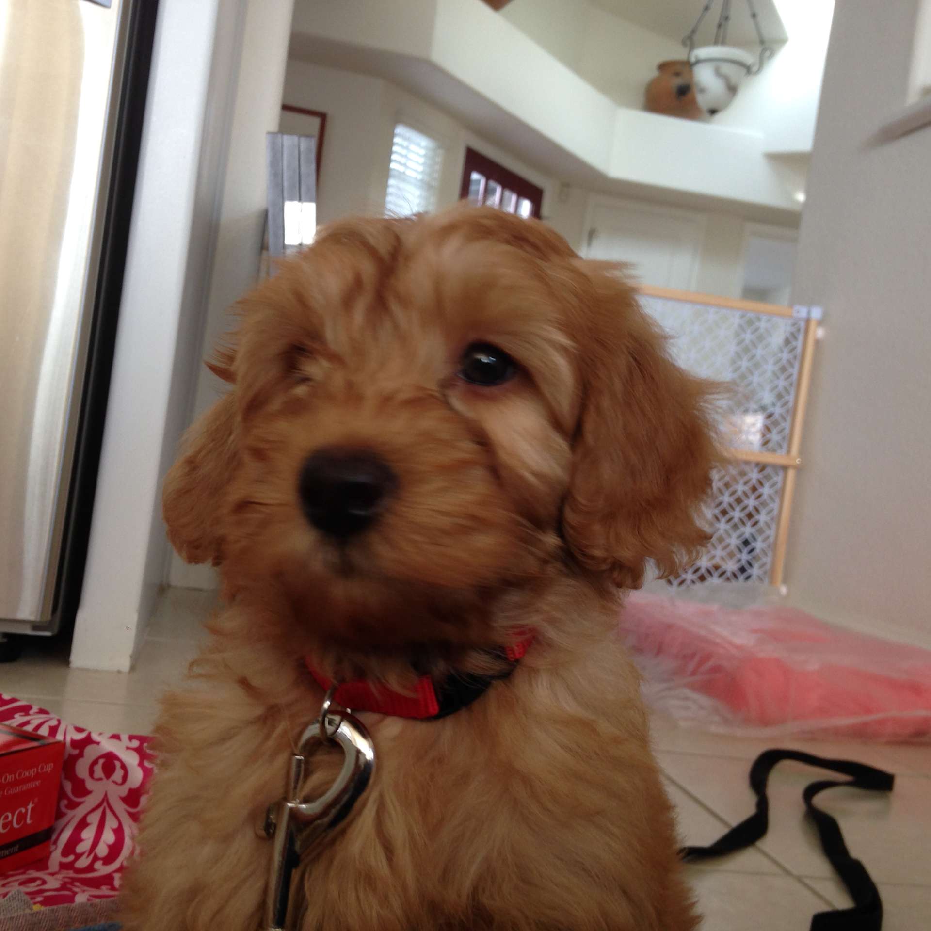 Red Collar, Big Heart
