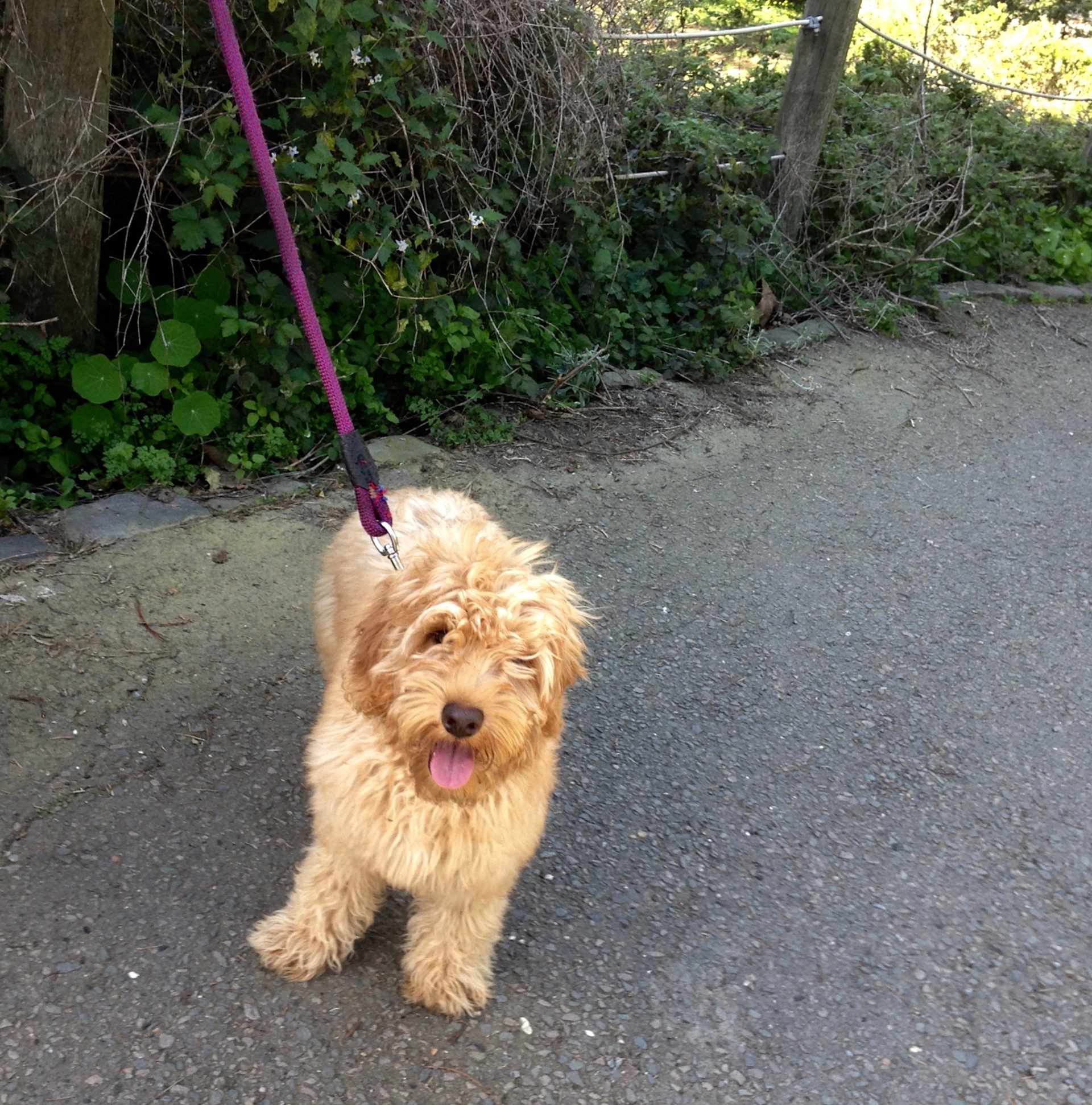 Puppy's First Adventure