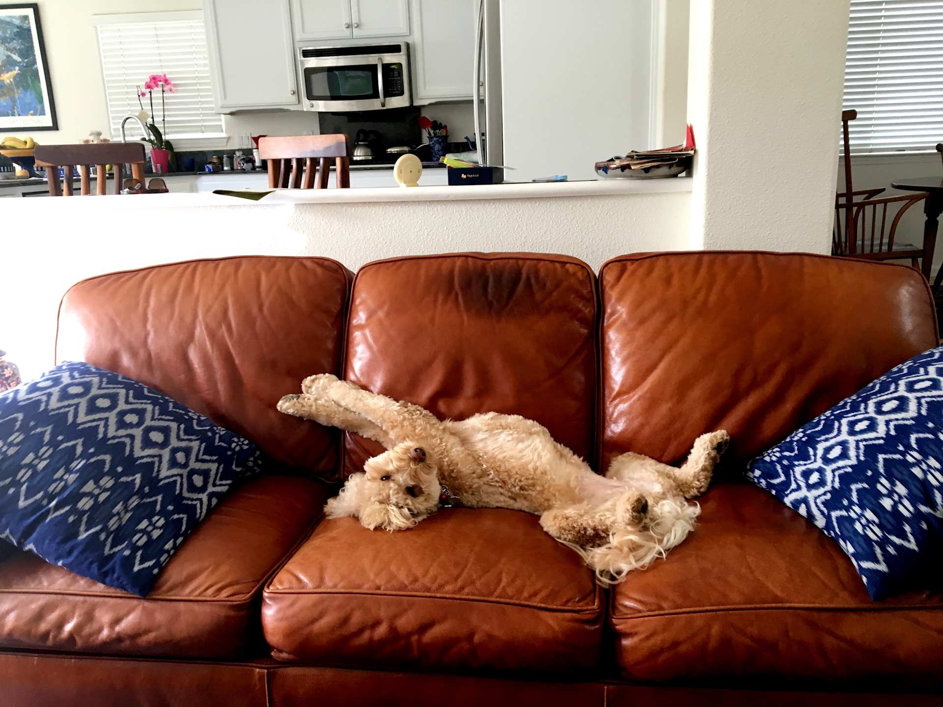 Sofa Starfish