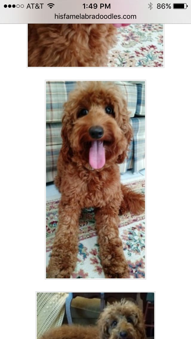 Puppy Smile