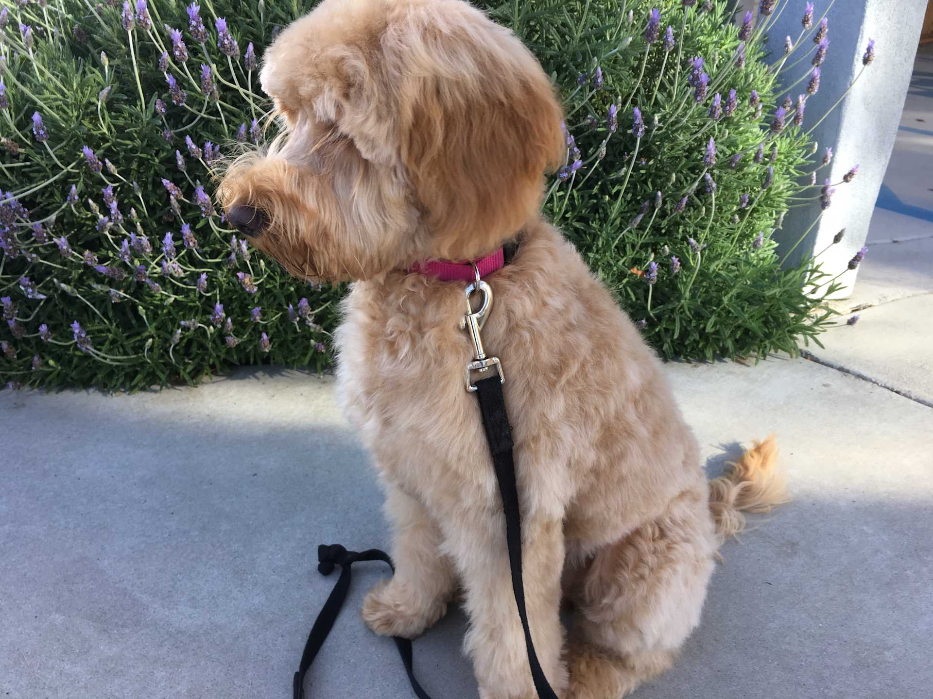 Lavender Stop