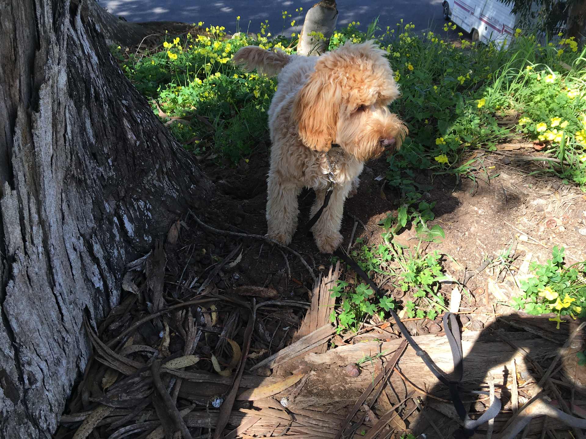 Tree Root Explorer