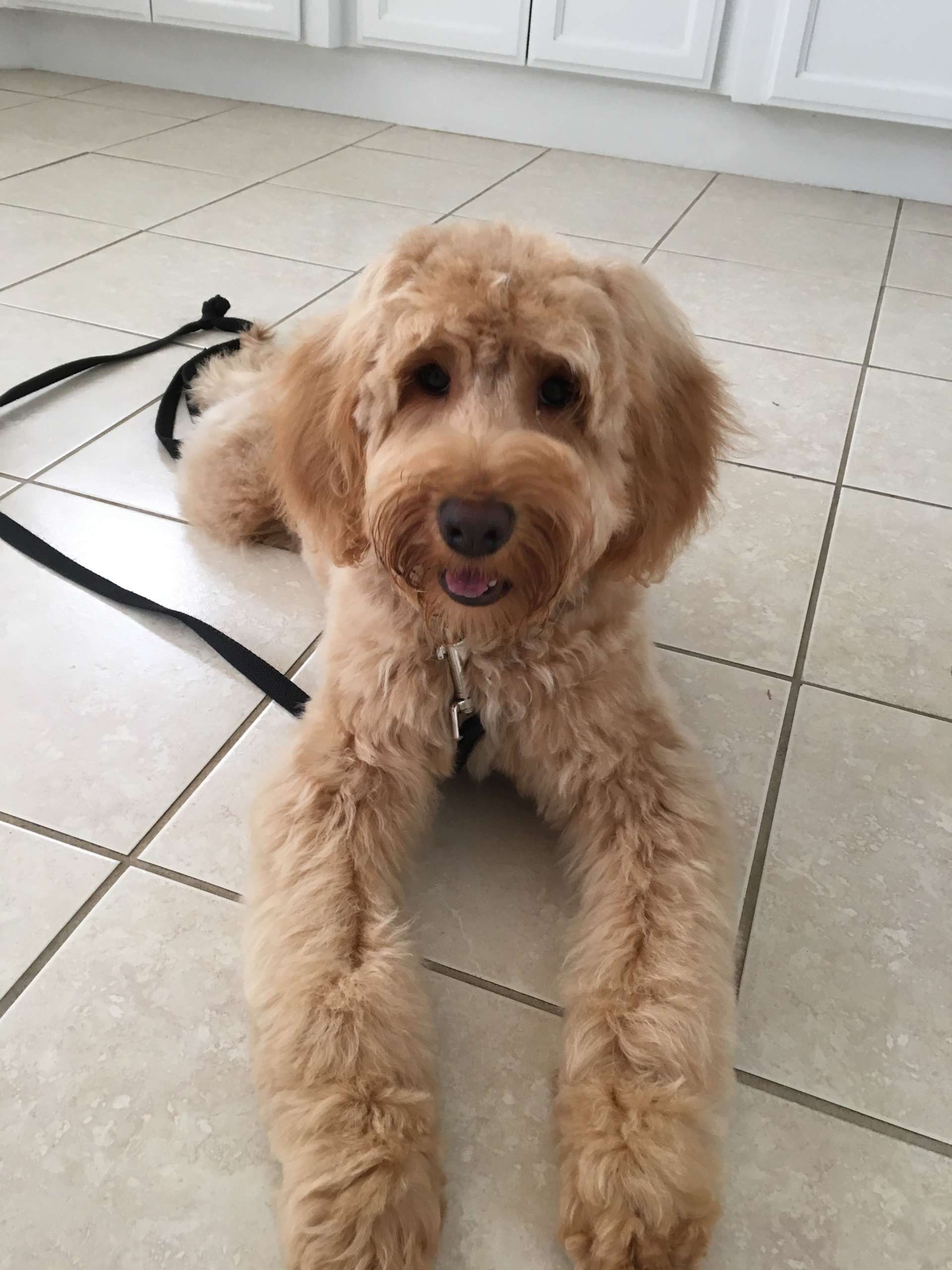 Ready for Walkies