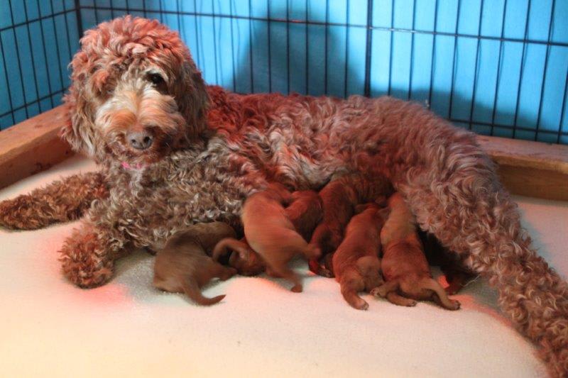Mama's Love