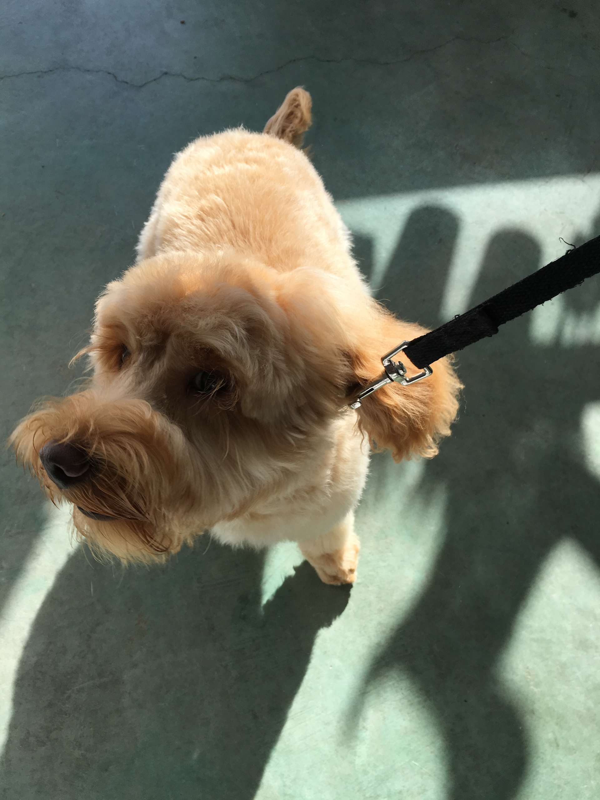 Tiny Puppy, Big World