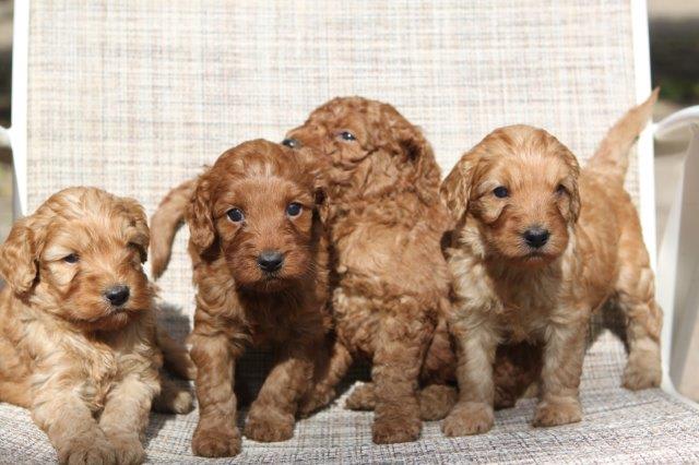 The Whole Litter