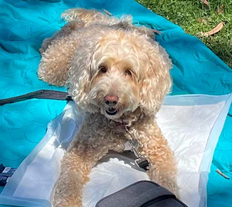 Picnic Blanket Queen
