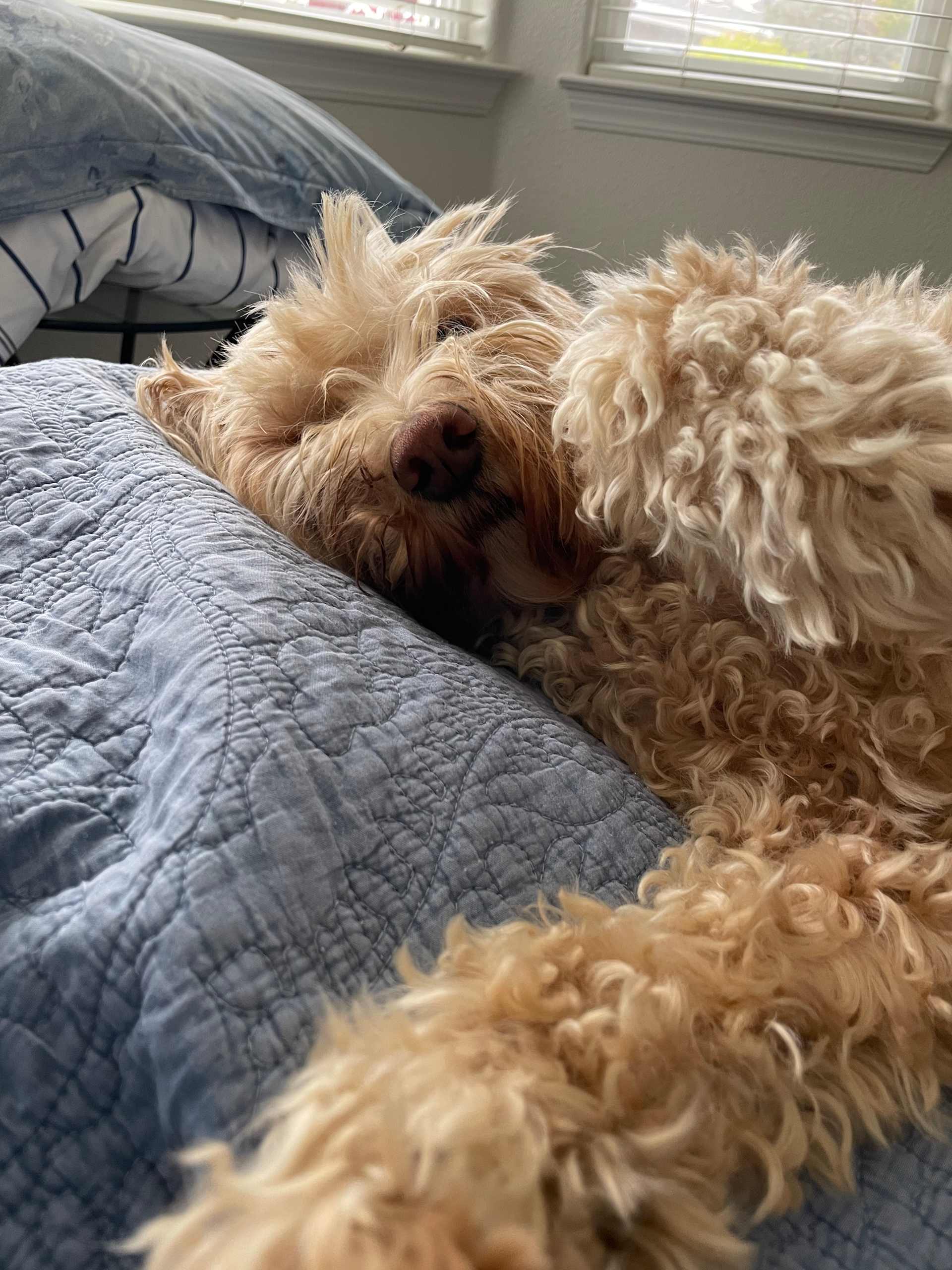 Morning Snuggle Peek