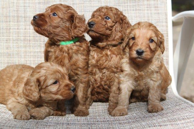 Puppy Crew Looks Up