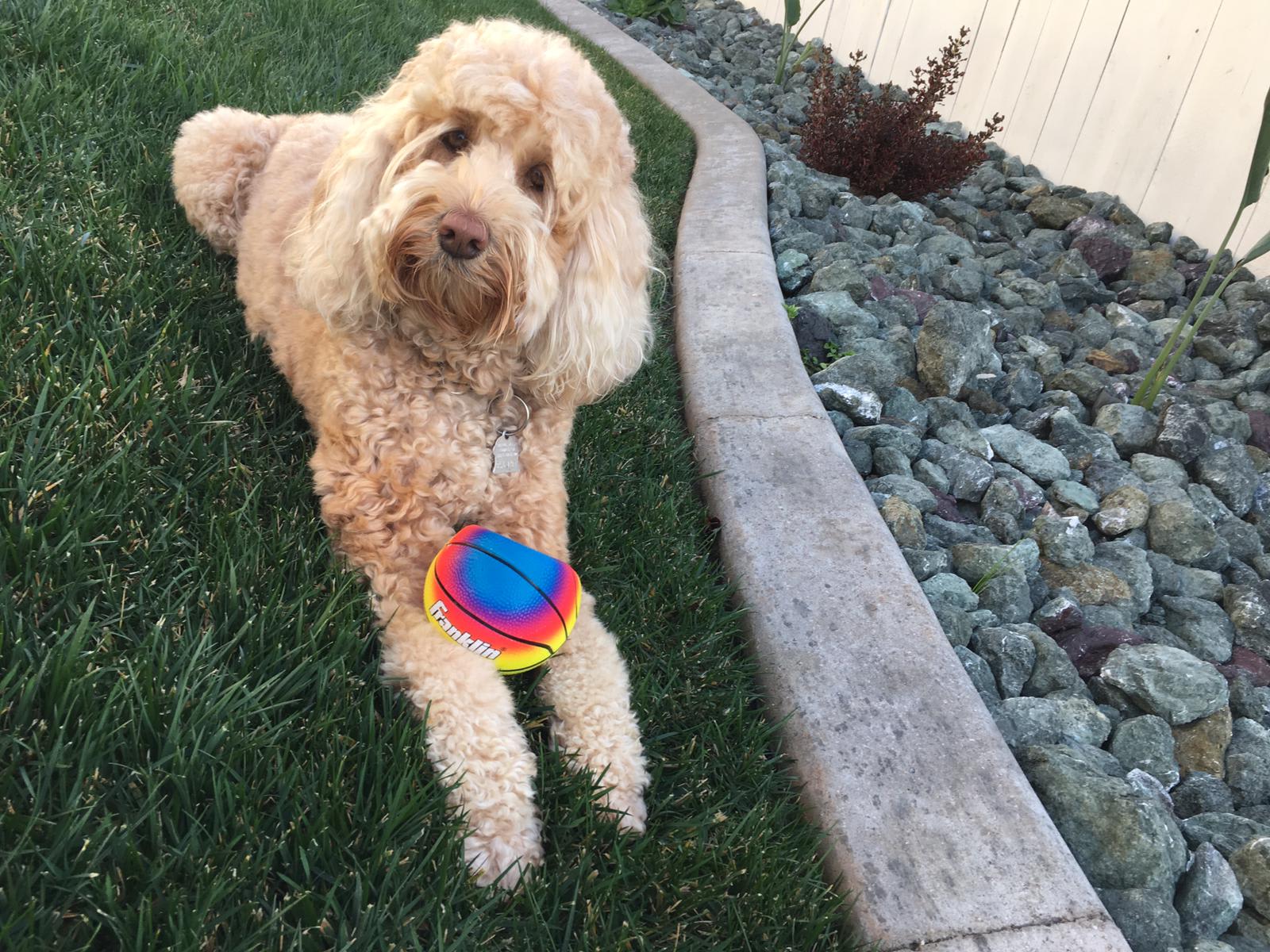 Rainbow Ball Ready