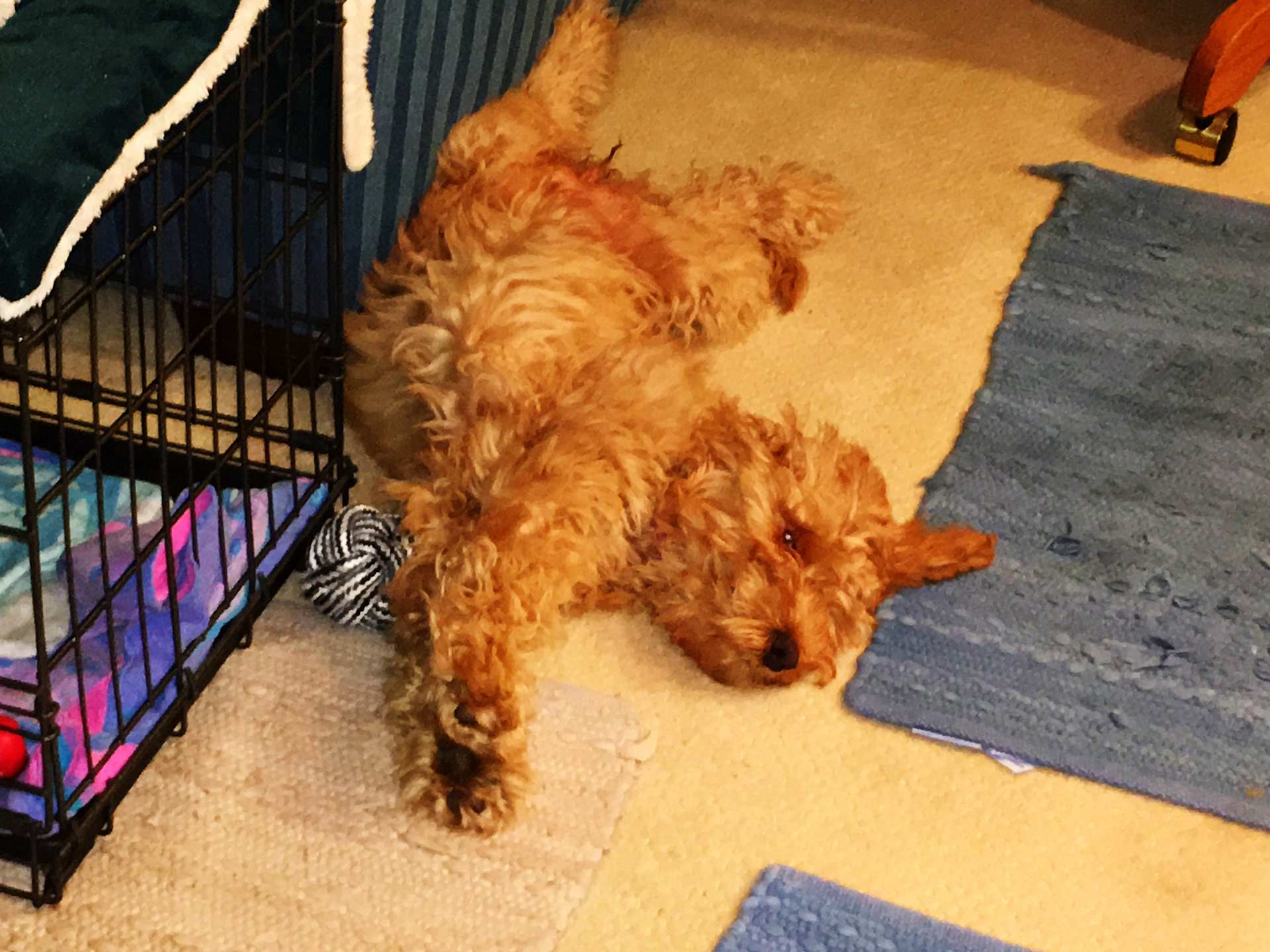 Puppy Zoomies