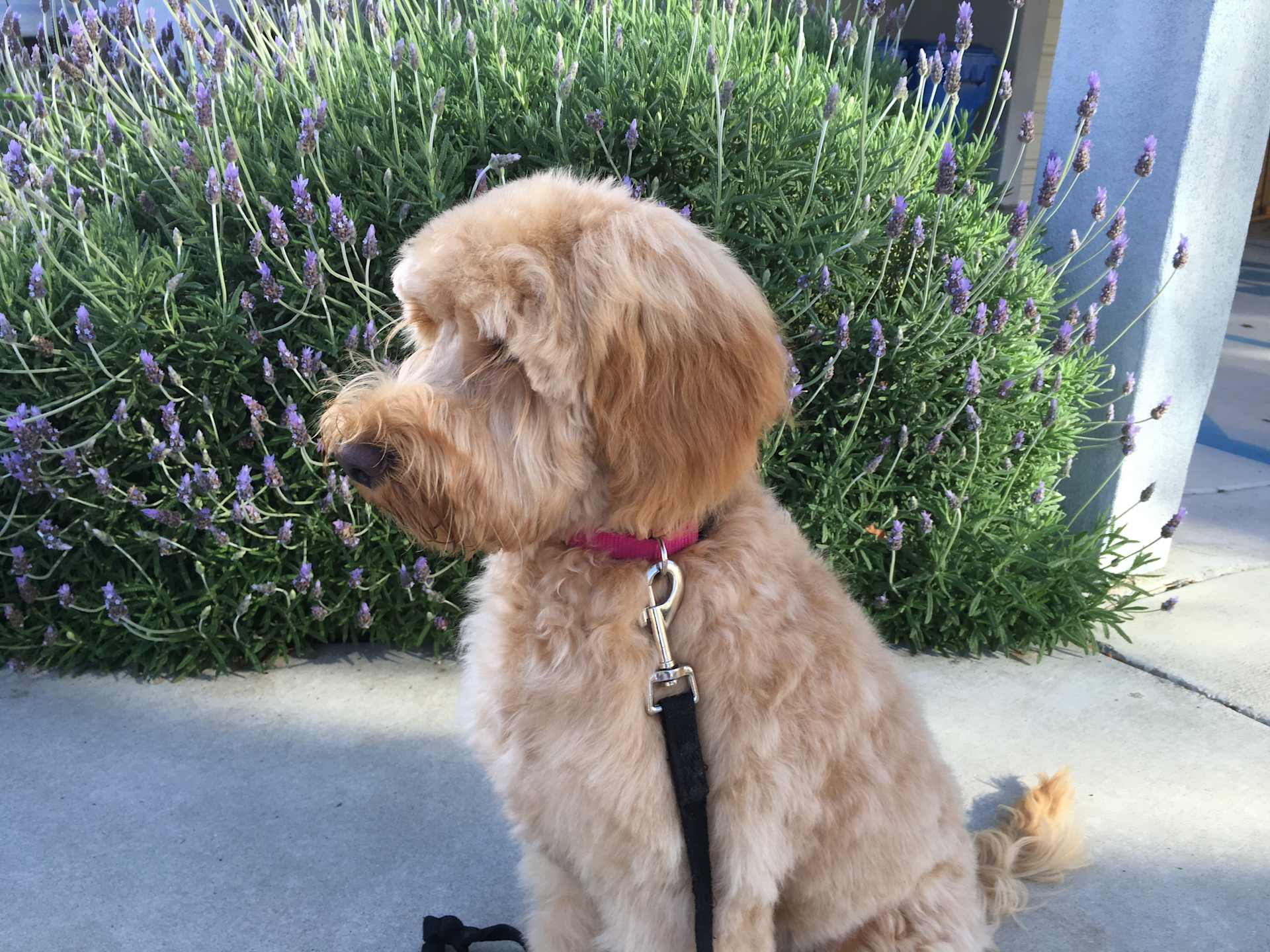 Sniffing the Lavender