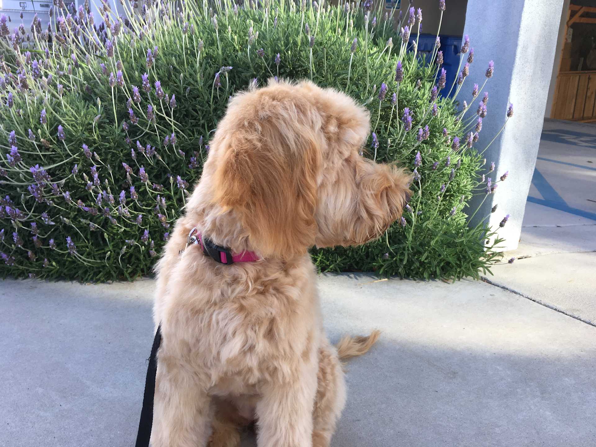 Sniffing the Lavender