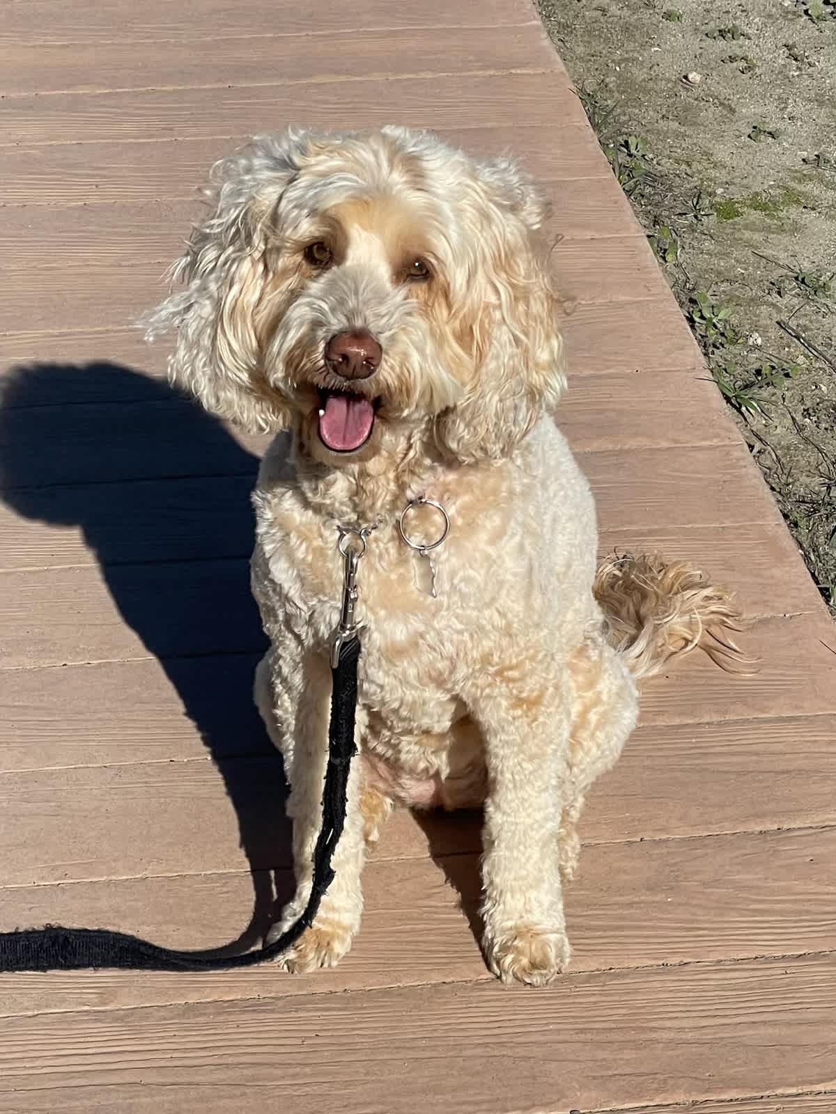 Happy on the Boardwalk